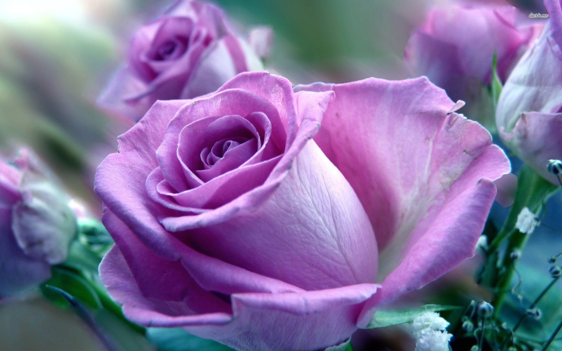 1920x1200 Light Purple Roses | Purple rose | Purple Roses | Pinterest .