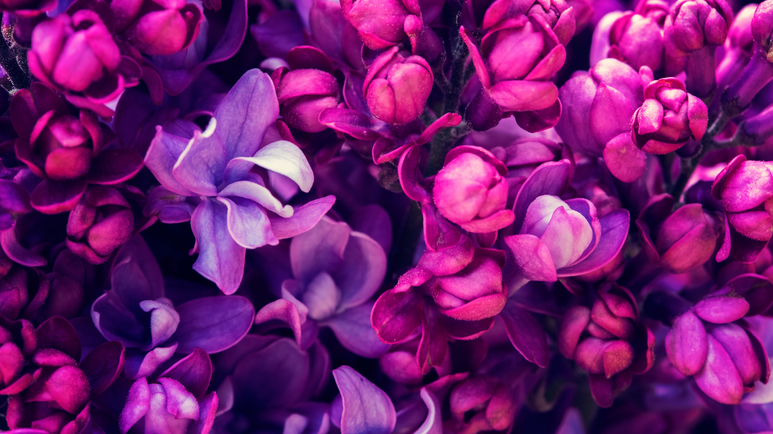 2560x1440 Plant, Petal, Violet, Purple, Color Wallpaper in  Resolution
