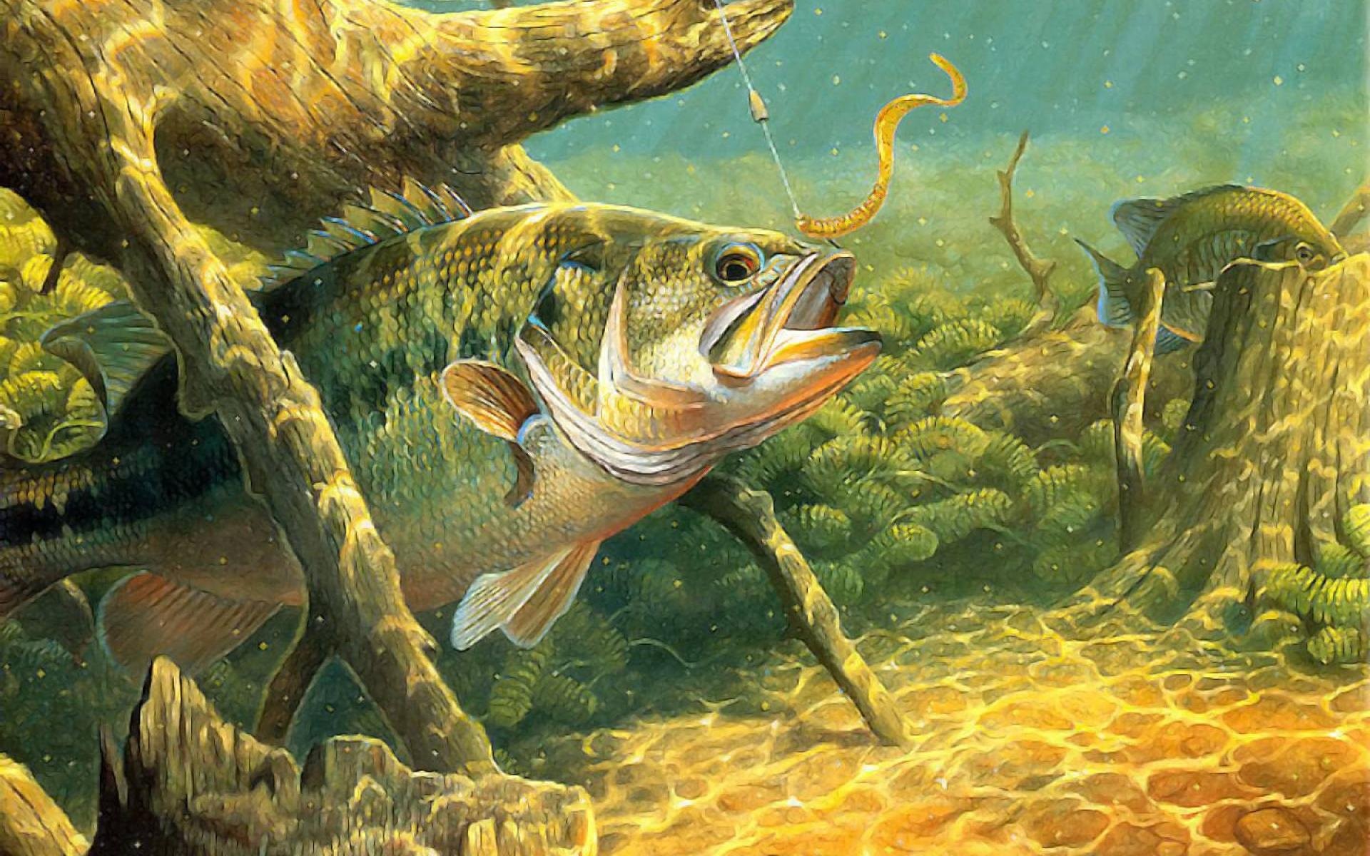 1920x1200 fish sport water fishes underwater lake river artwork bass wallpaper .