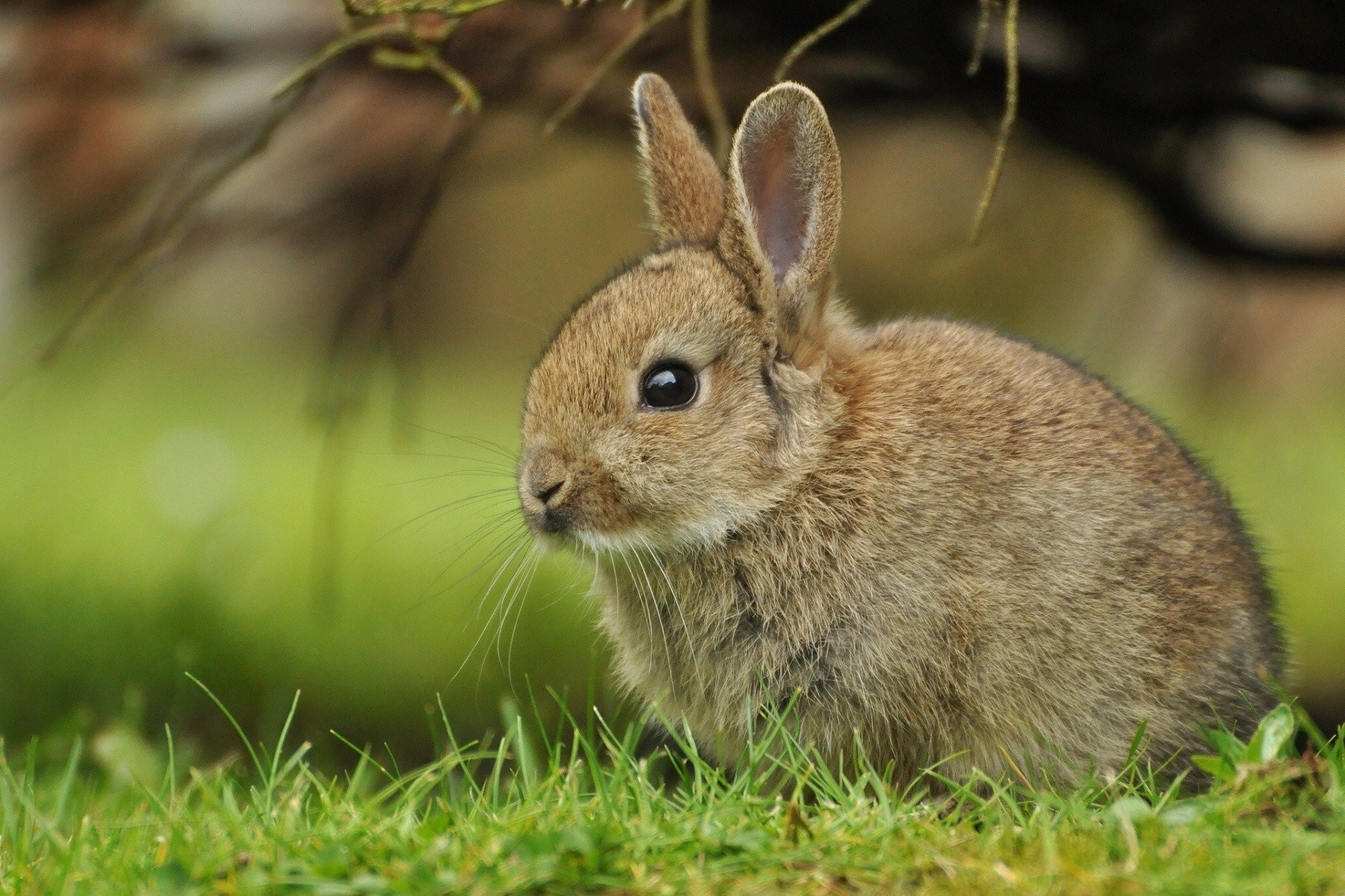1920x1279 baby bunny hare grass