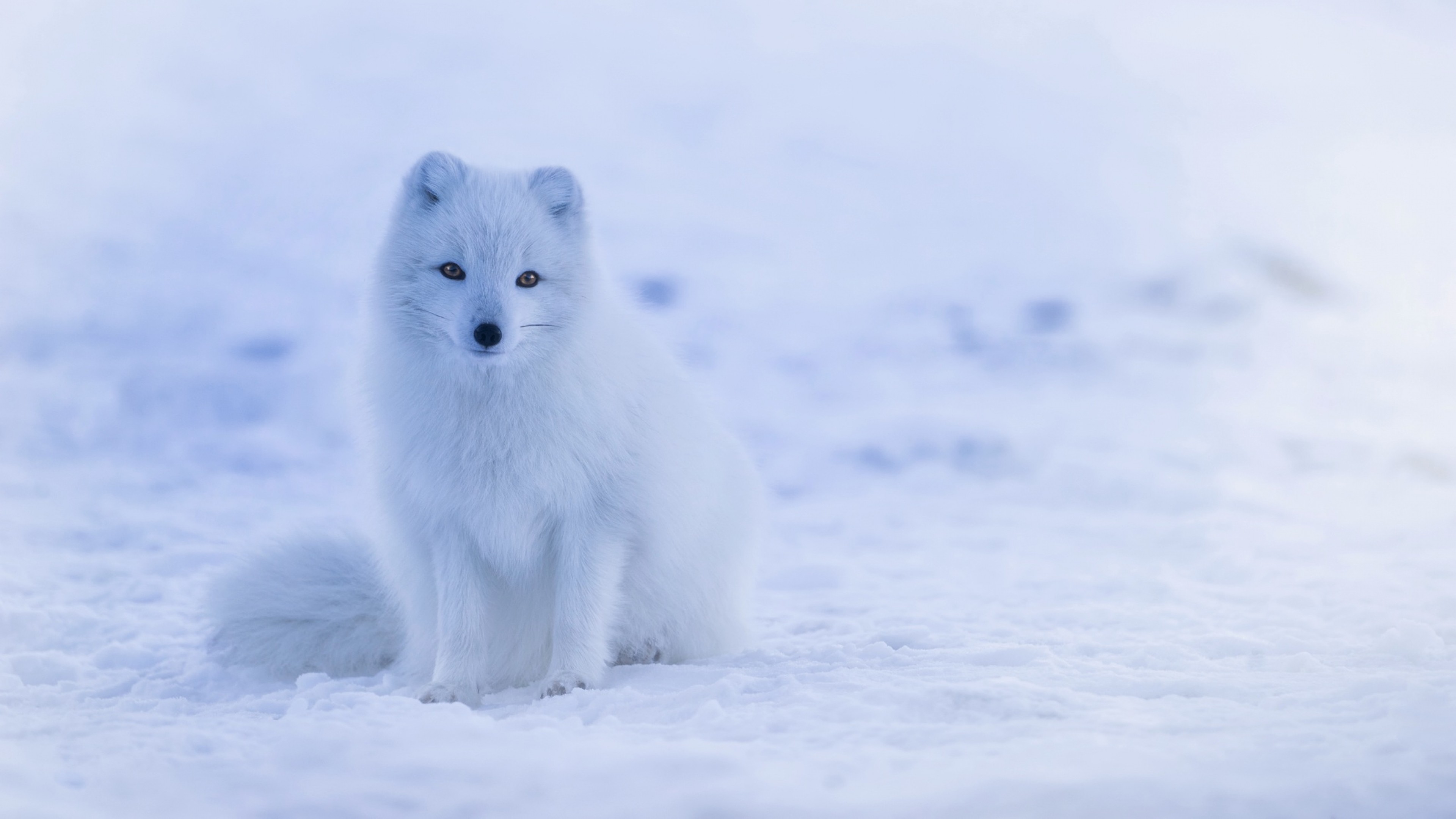 3840x2160  Wallpaper arctic fox, polar fox, snow
