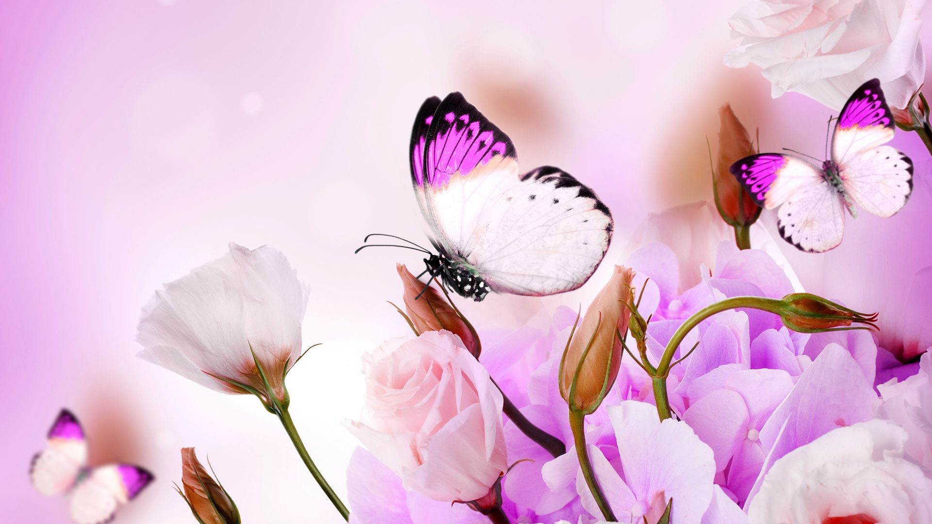 1920x1080 Butterflies Tag - Spring Beautiful Flowers Butterflies Purple Delicate  Flower Wallpaper Macbook for HD 16: