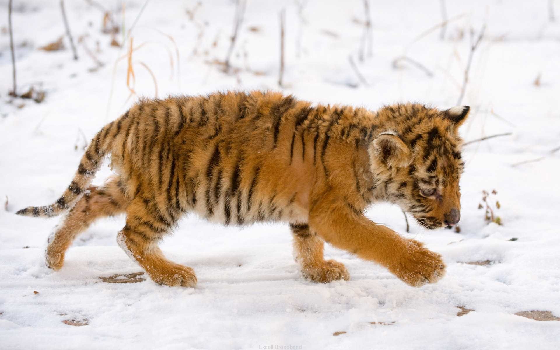 1920x1200 Snow Tiger Cub
