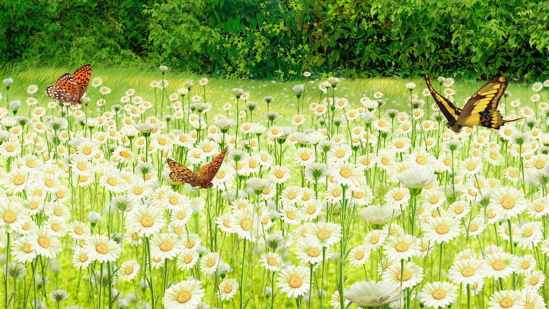 1920x1080 Butterflies Tag - Field Daisies Flowers Firefox Persona Buttefly Summer  Spring Butterflies Daisy Flower Iphone 5