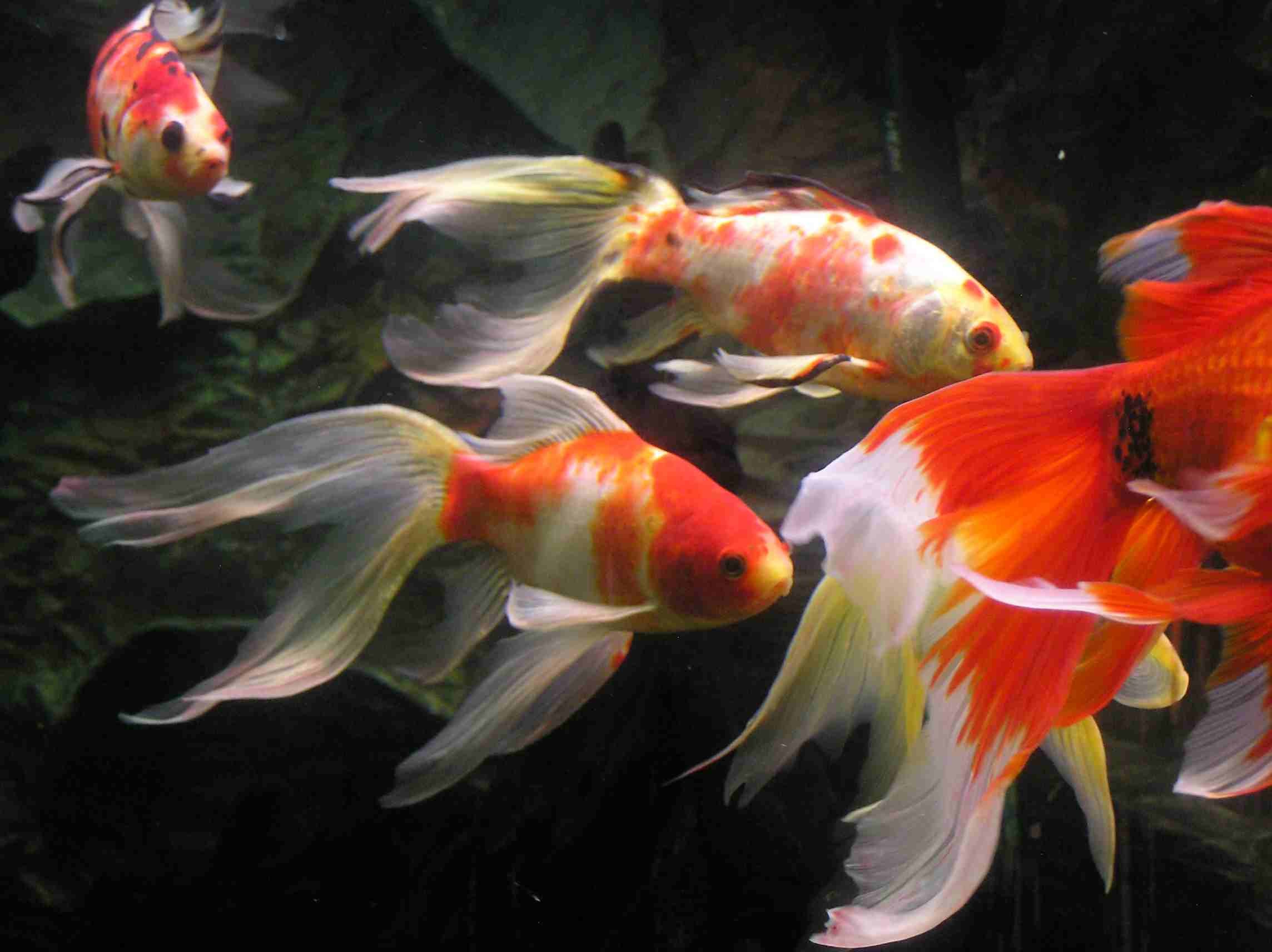 2288x1712 Goldfish ponds are exactly the same as Koi ponds just much smaller. The  cost is around less expensive than a koi pond. Goldfish ponds can be as  small as 500 ...