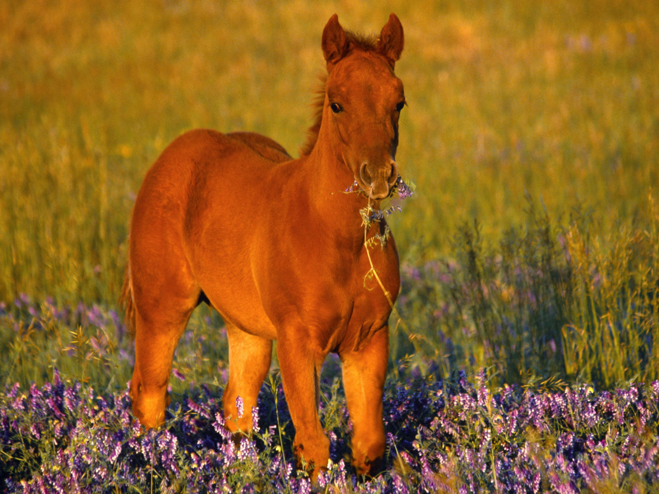 2100x1575 Cute Foal Horse Wallpaper