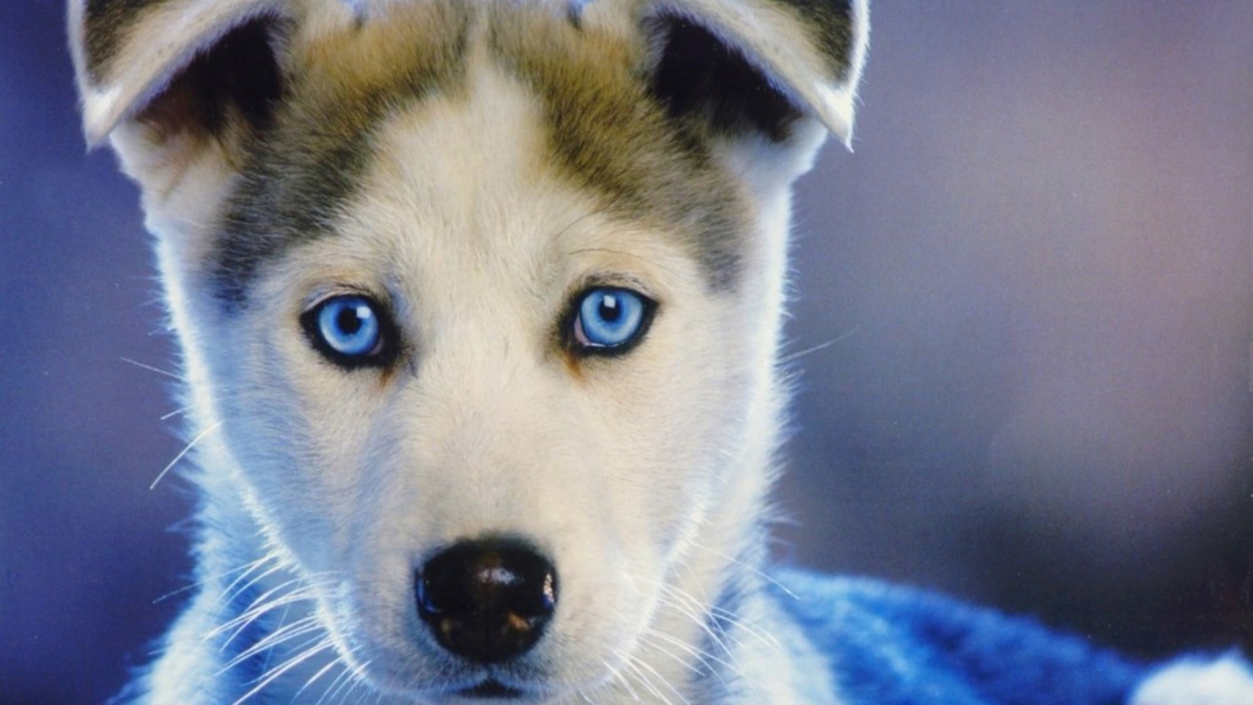 2560x1440 Preview wallpaper husky, puppy, blue-eyed, baby 