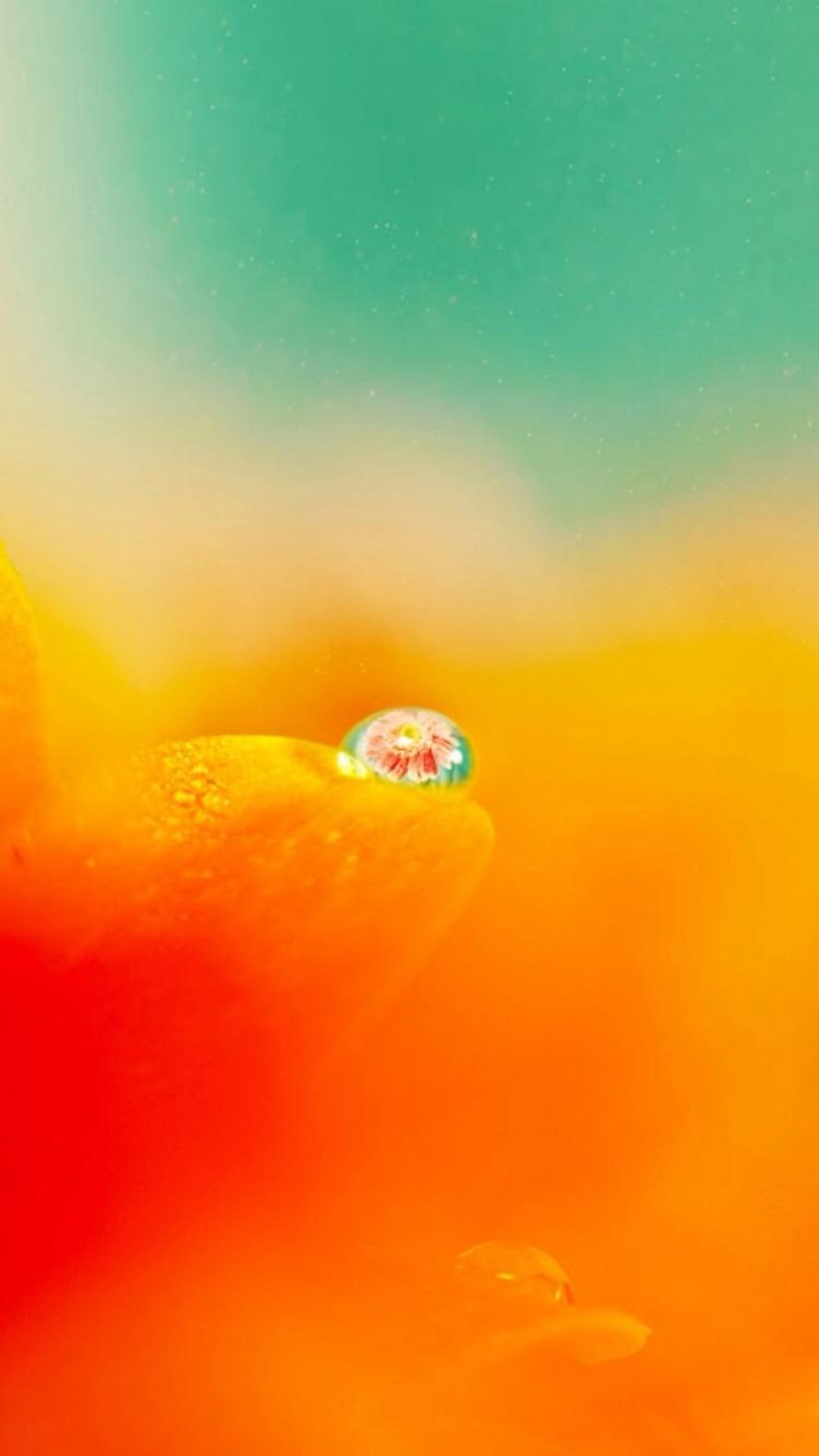 1080x1920 Nature Blurry Pure Orange Flower Petal Dew Waterdrop iPhone 8 wallpaper