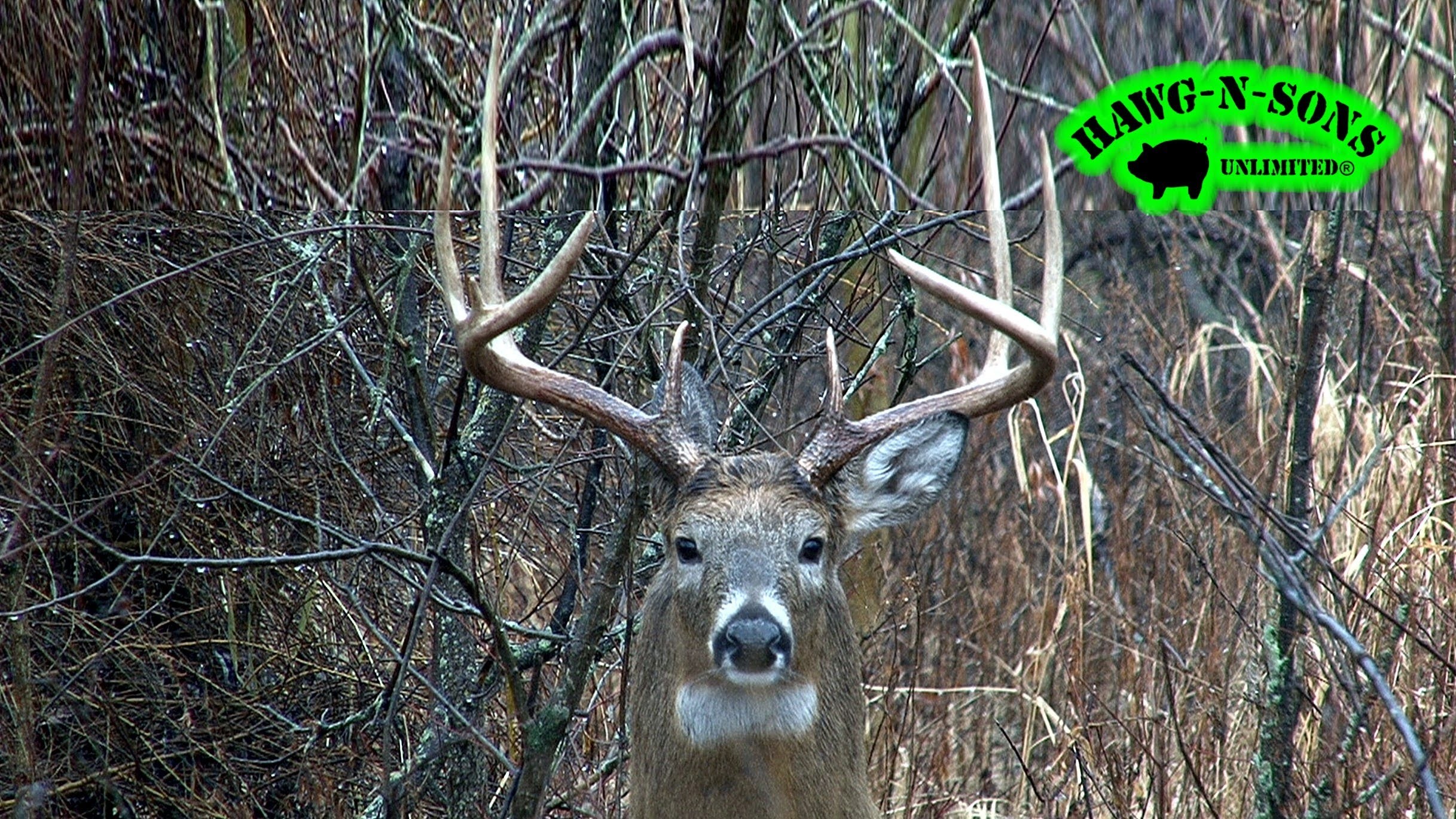 2435x1370 Whitetail Deer Stock Photos Royalty Images