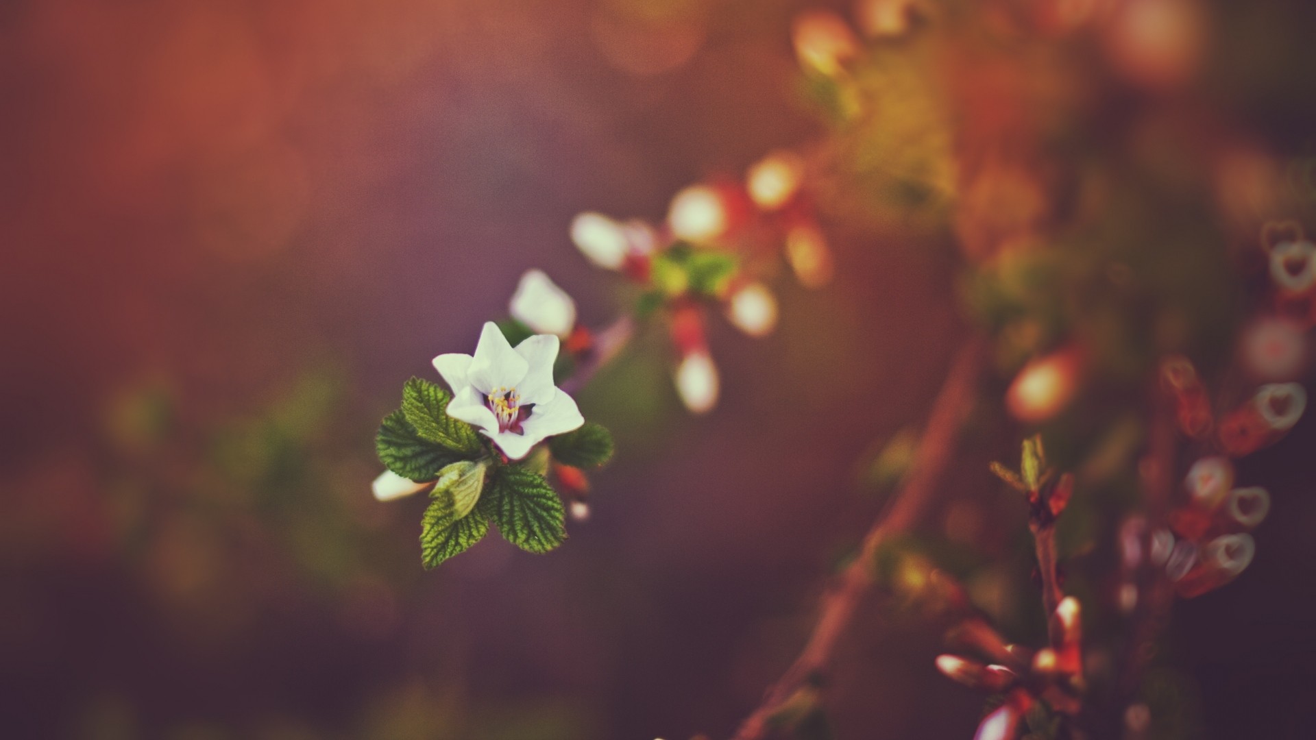 1920x1080 Preview wallpaper spring, nature, bokeh, sunset, branches 