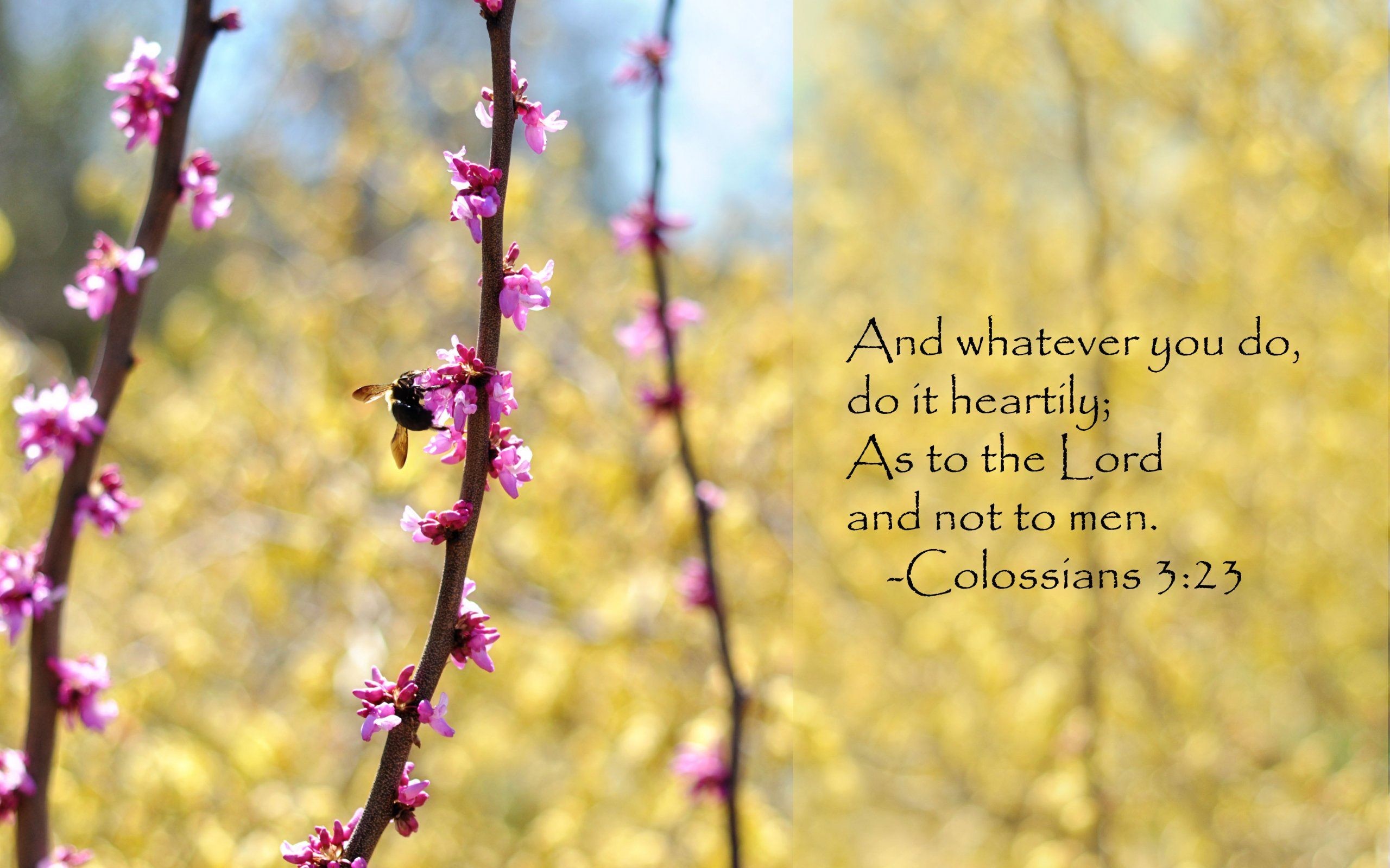 2560x1600 whatever you do bible quote wallpapers hd wallpapers