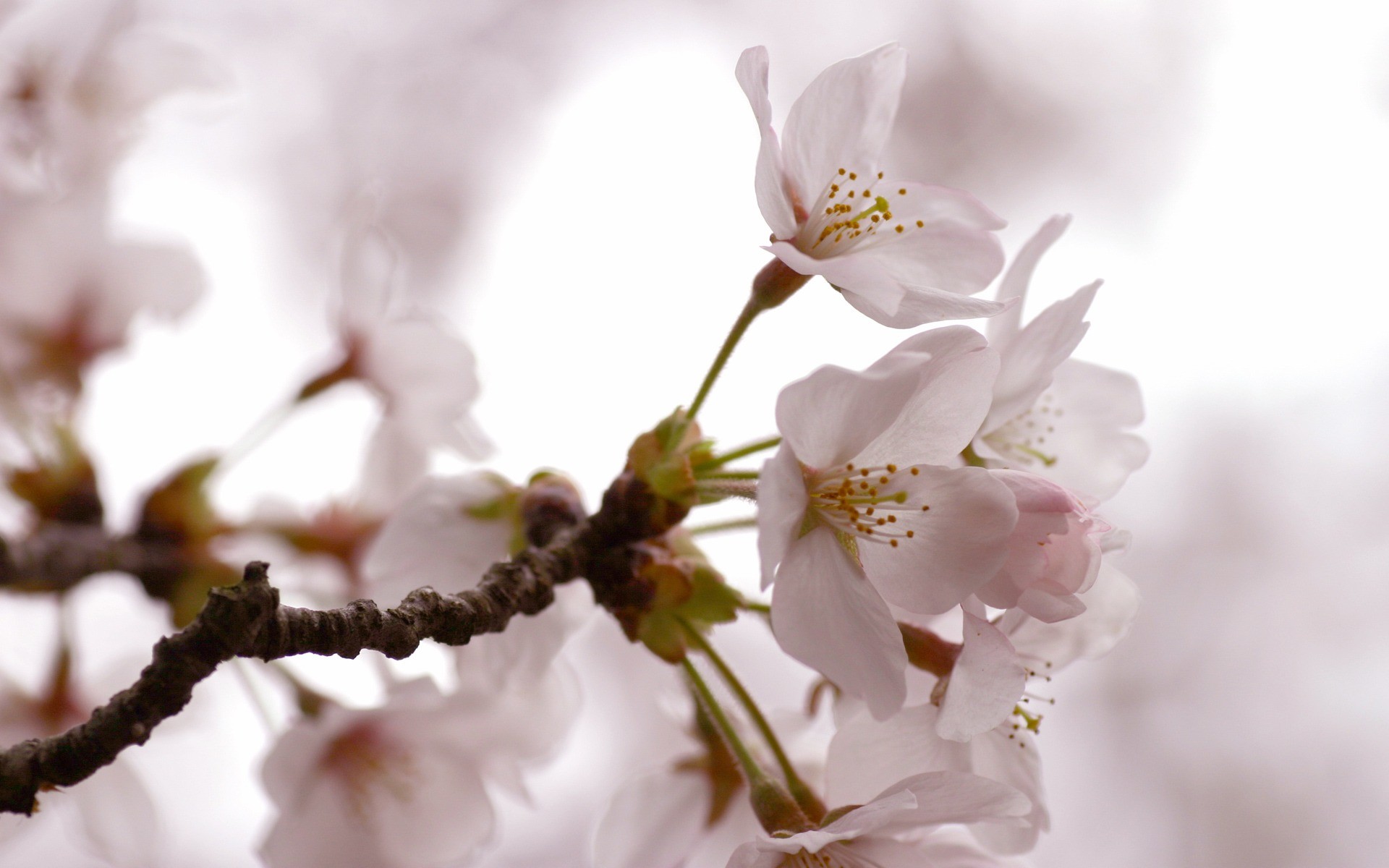 1920x1200 Cherry Flowers Wallpaper Spring Nature Wallpapers