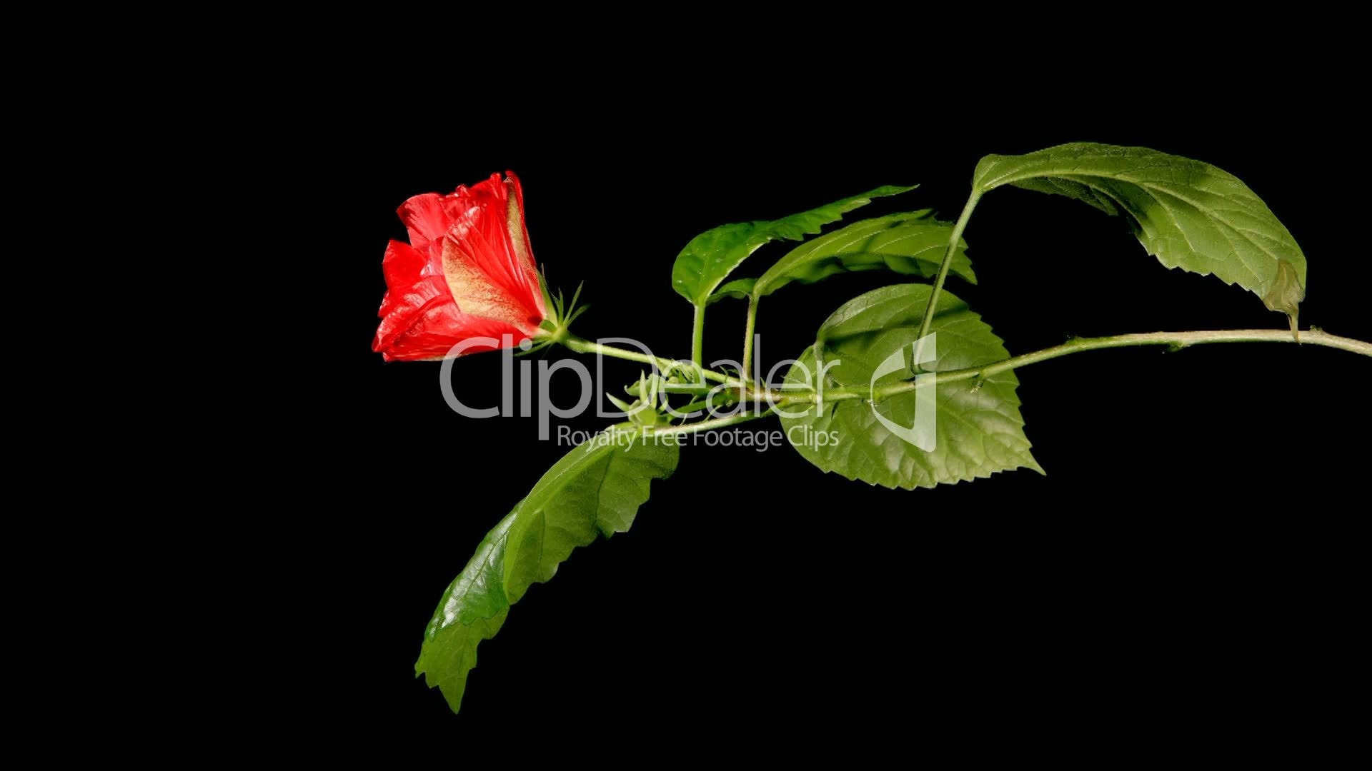 1920x1080 Clips. Blooming red roses on a black background ...
