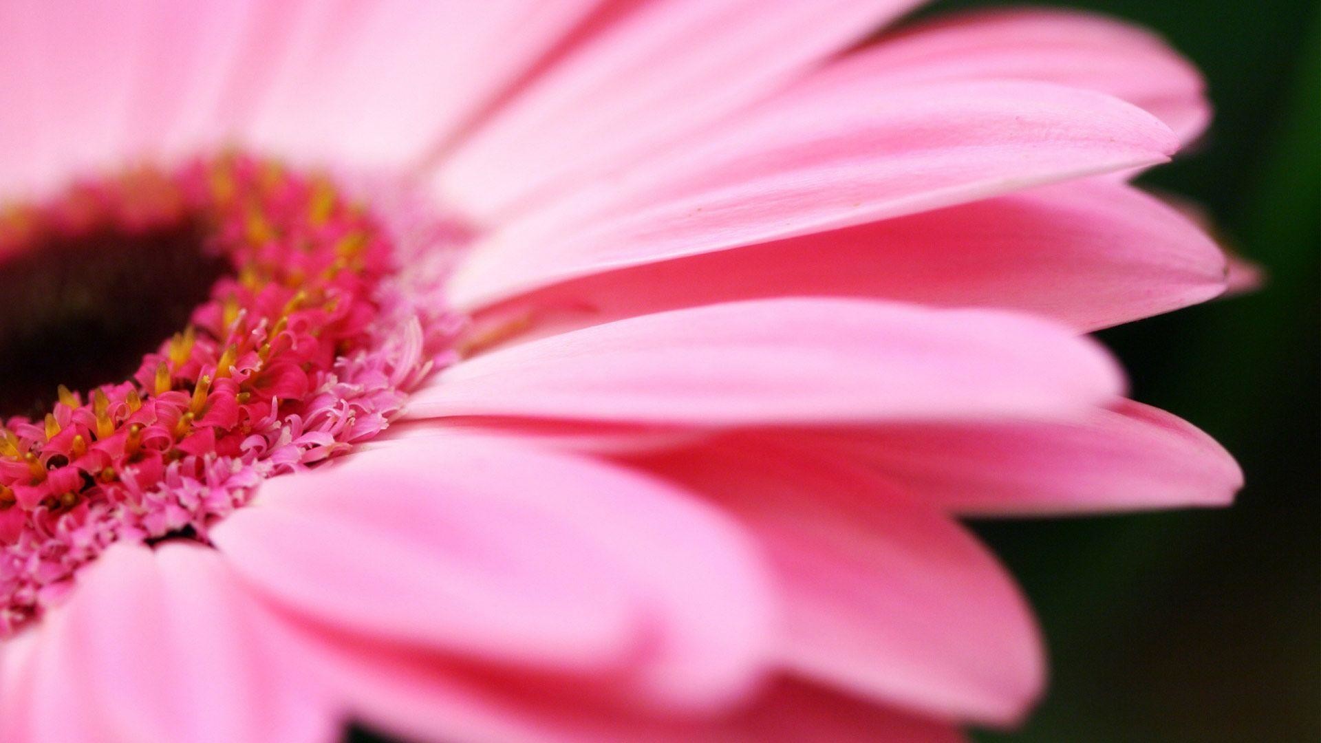 1920x1080 Wallpapers For > Pink Daisy Wallpaper