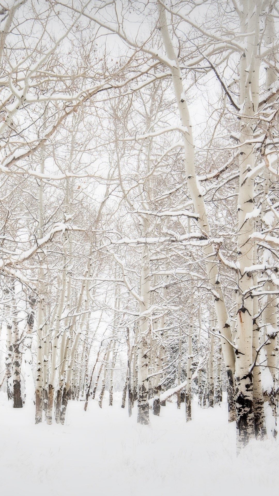 1080x1920 Birch Trees Winter Landscape iPhone 6 Plus HD Wallpaper