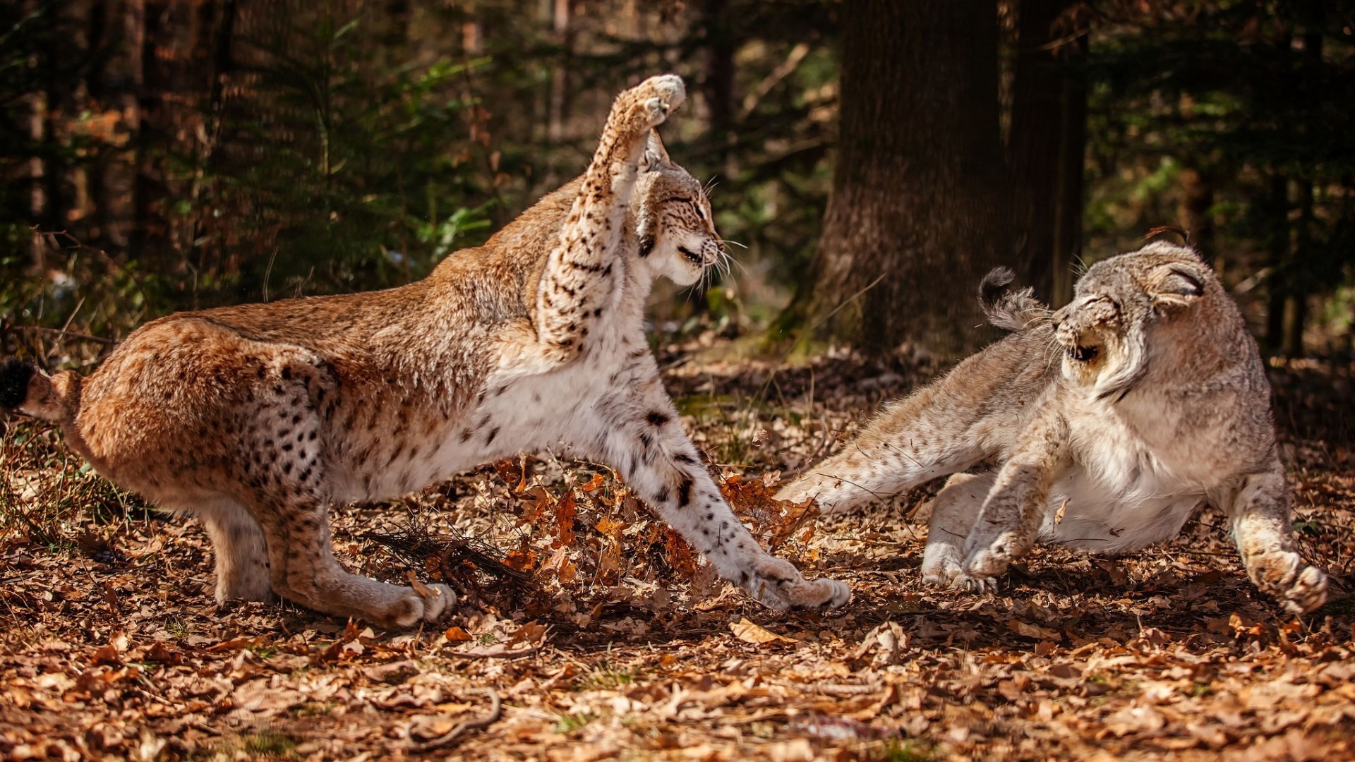 1920x1080 animals fight lynx wild cat wallpaper (#2795987) / Wallbase.cc