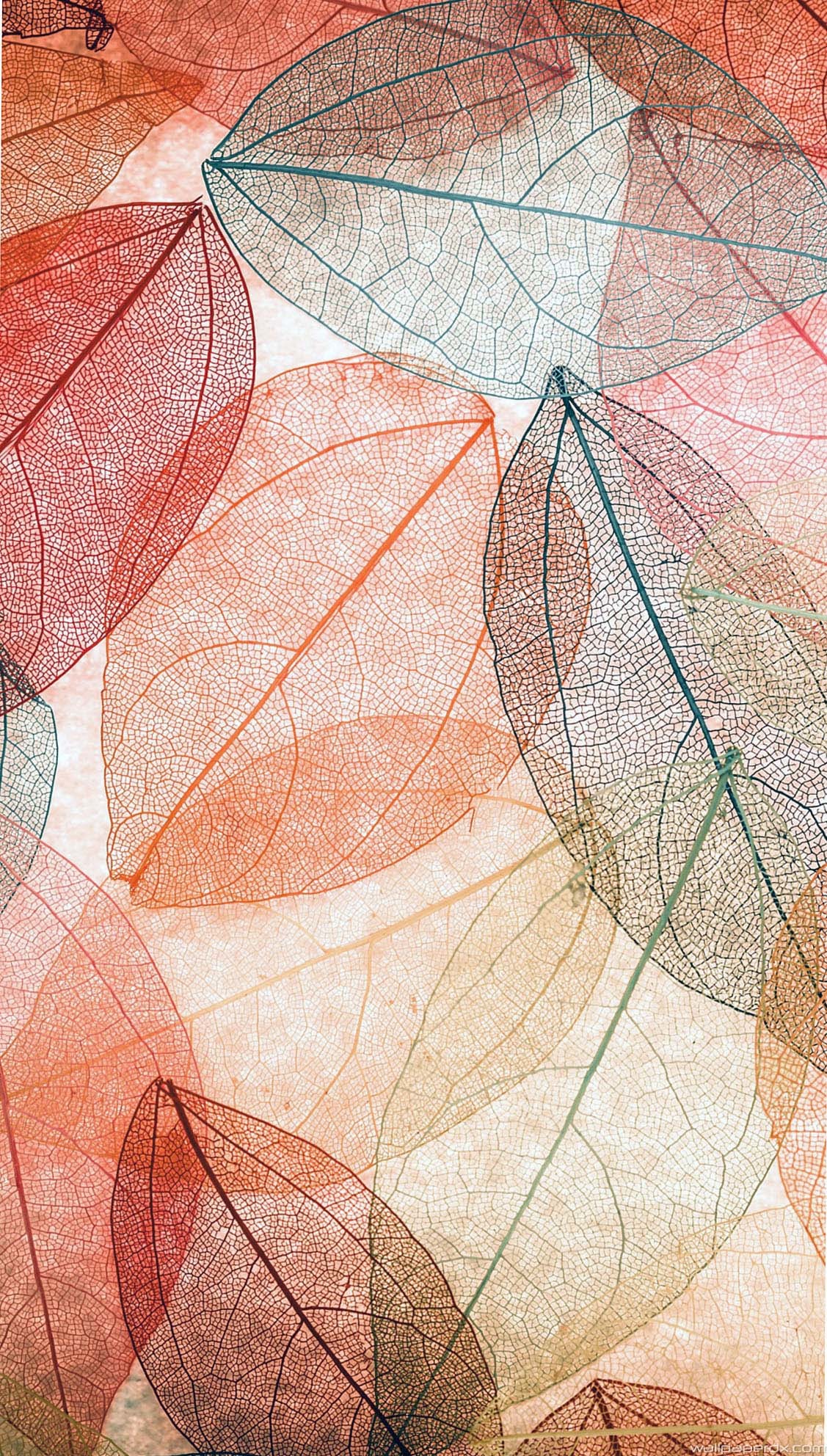 1127x1984 autumn leaves transparent abstract android iphone full hd wallpaper