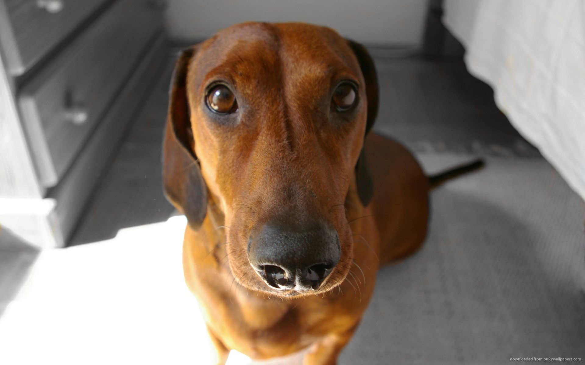 Weiner Dog Wallpaper (58+ images)