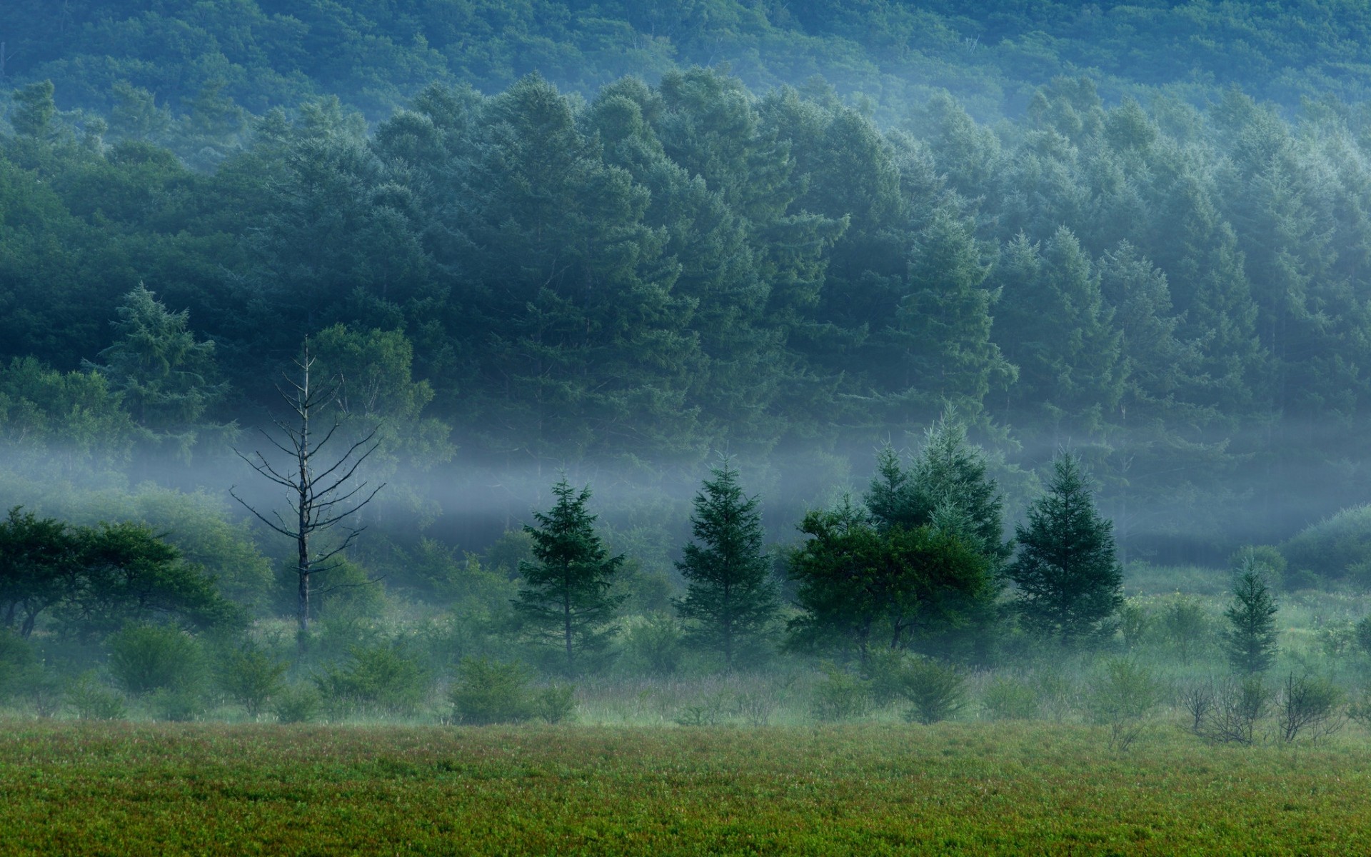 1920x1200 Fog in the thick forest: