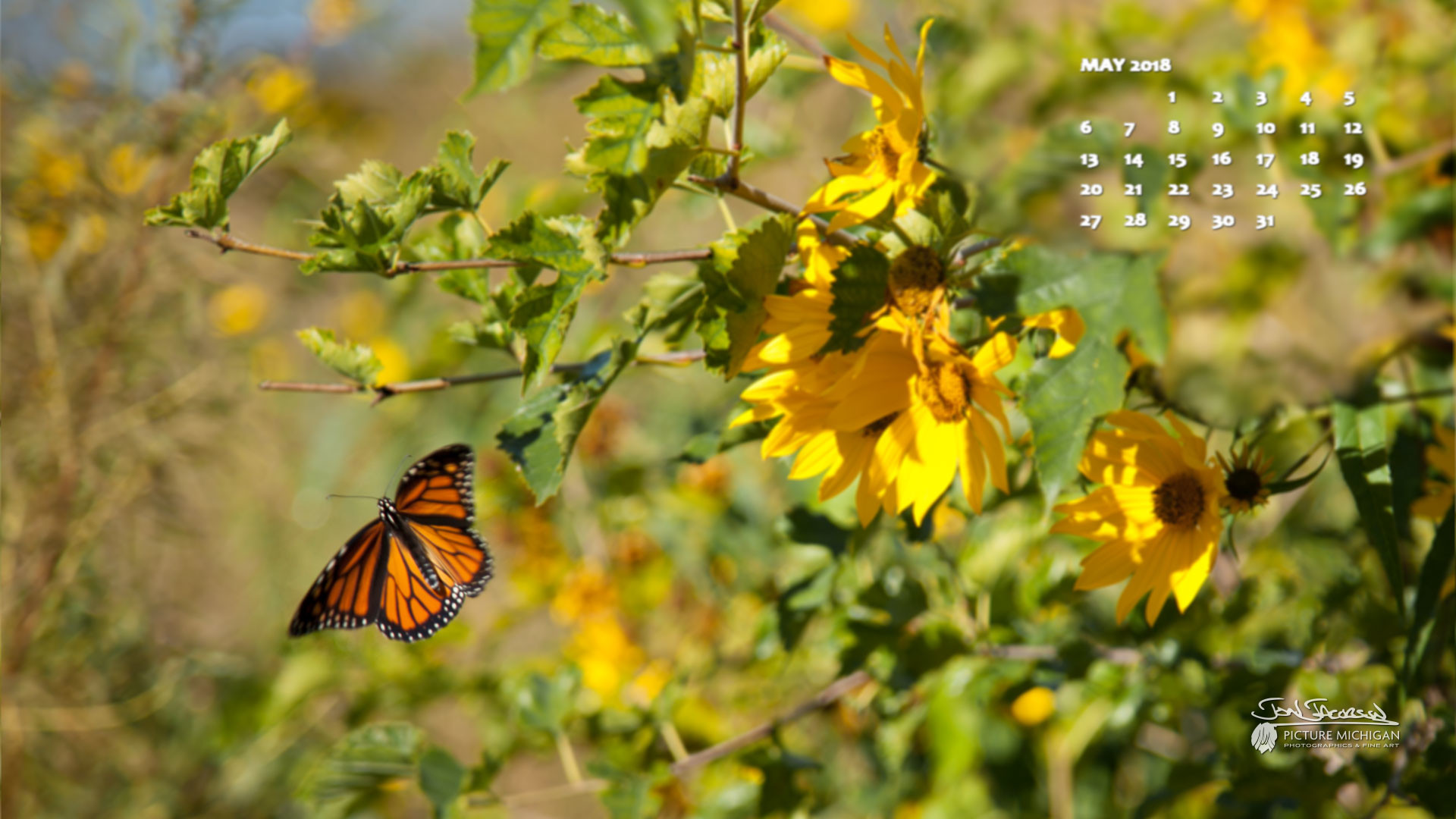 1920x1080 May 2018 Desktop Calendar Wallpaper - Michigan Butterfly