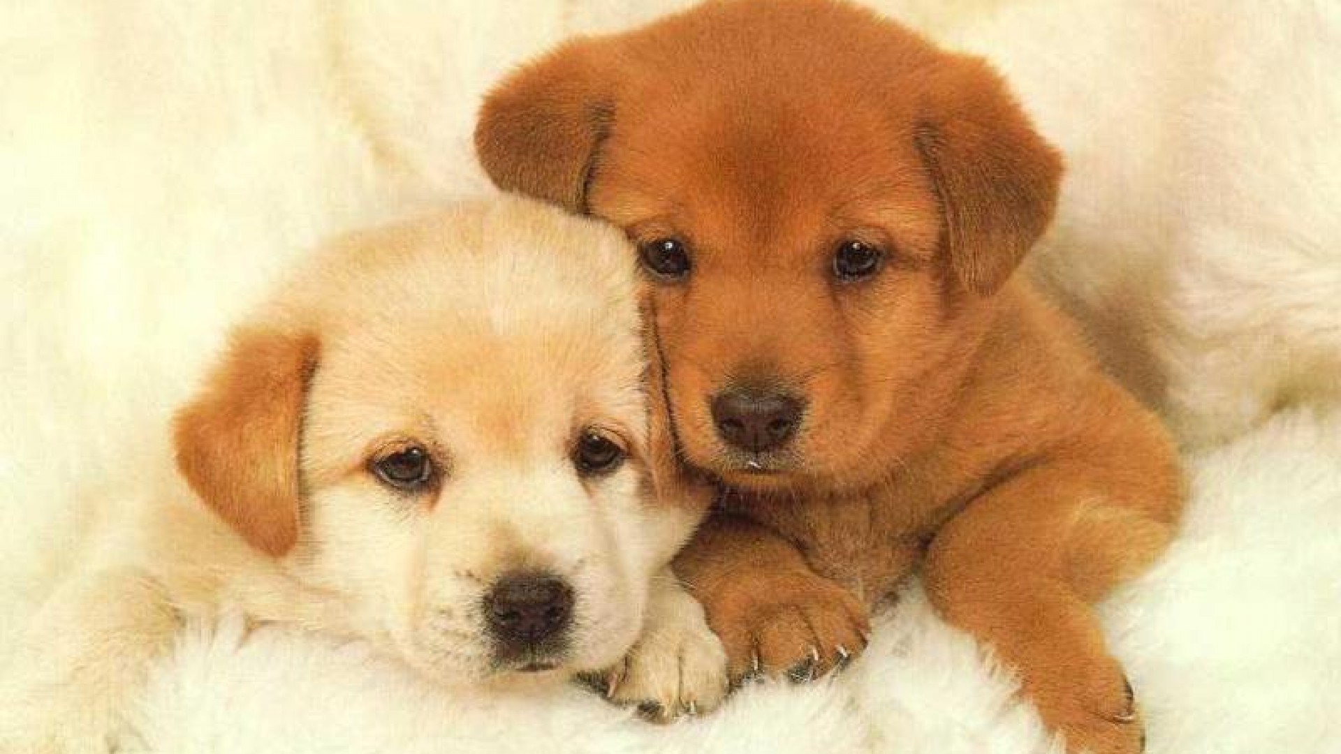 1920x1080 Glamorous Homepage Dog Puppy Puppies Wallpaper px