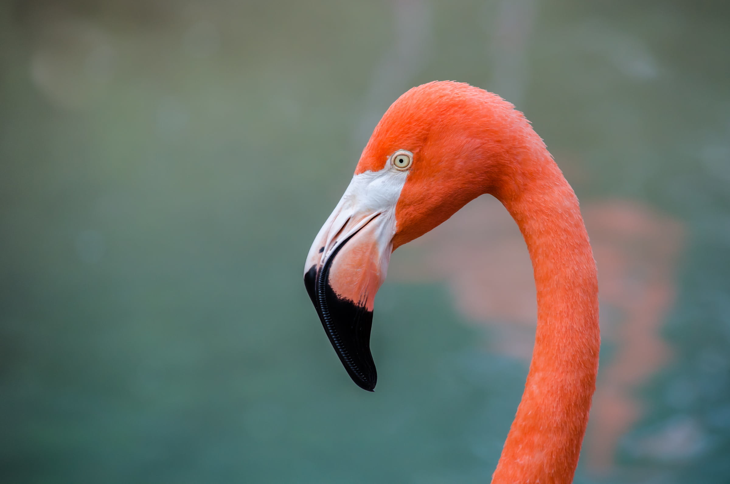 2400x1590 closeup photography of flamingo
