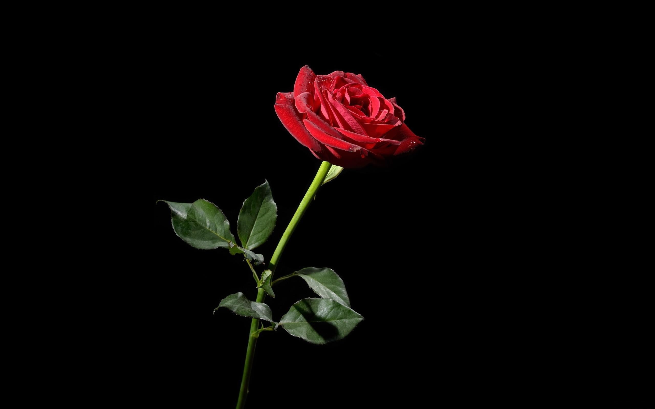 2560x1600  Wallpaper rose, red, flower, black background