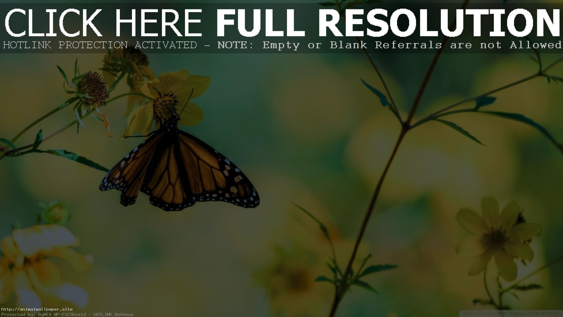 1920x1080 Great Monarch Butterfly On Yellow Flowers Wallpaper