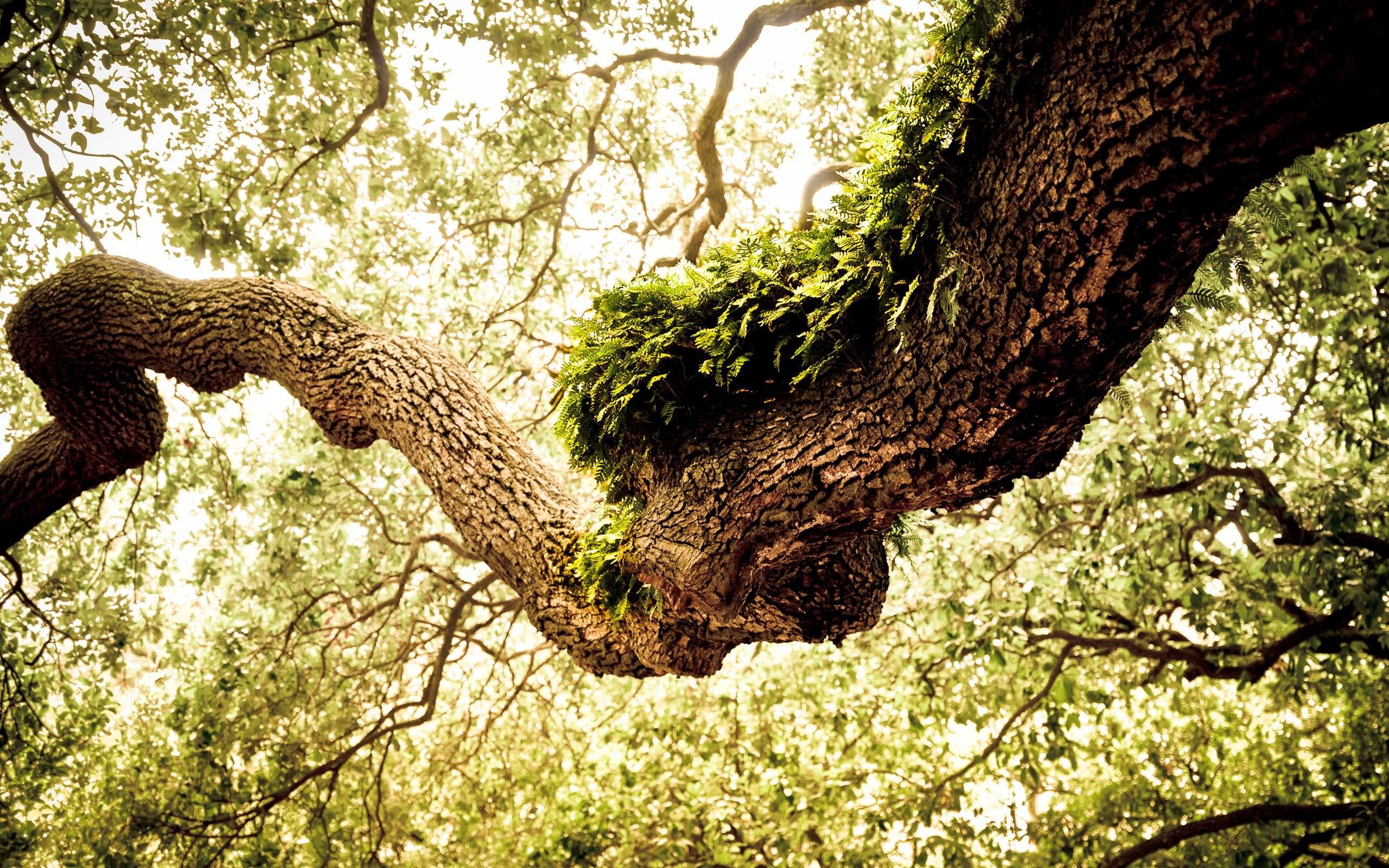 2560x1600  Mossy Oak Wallpaper Hd Pics Desktop Tree Px For Pc