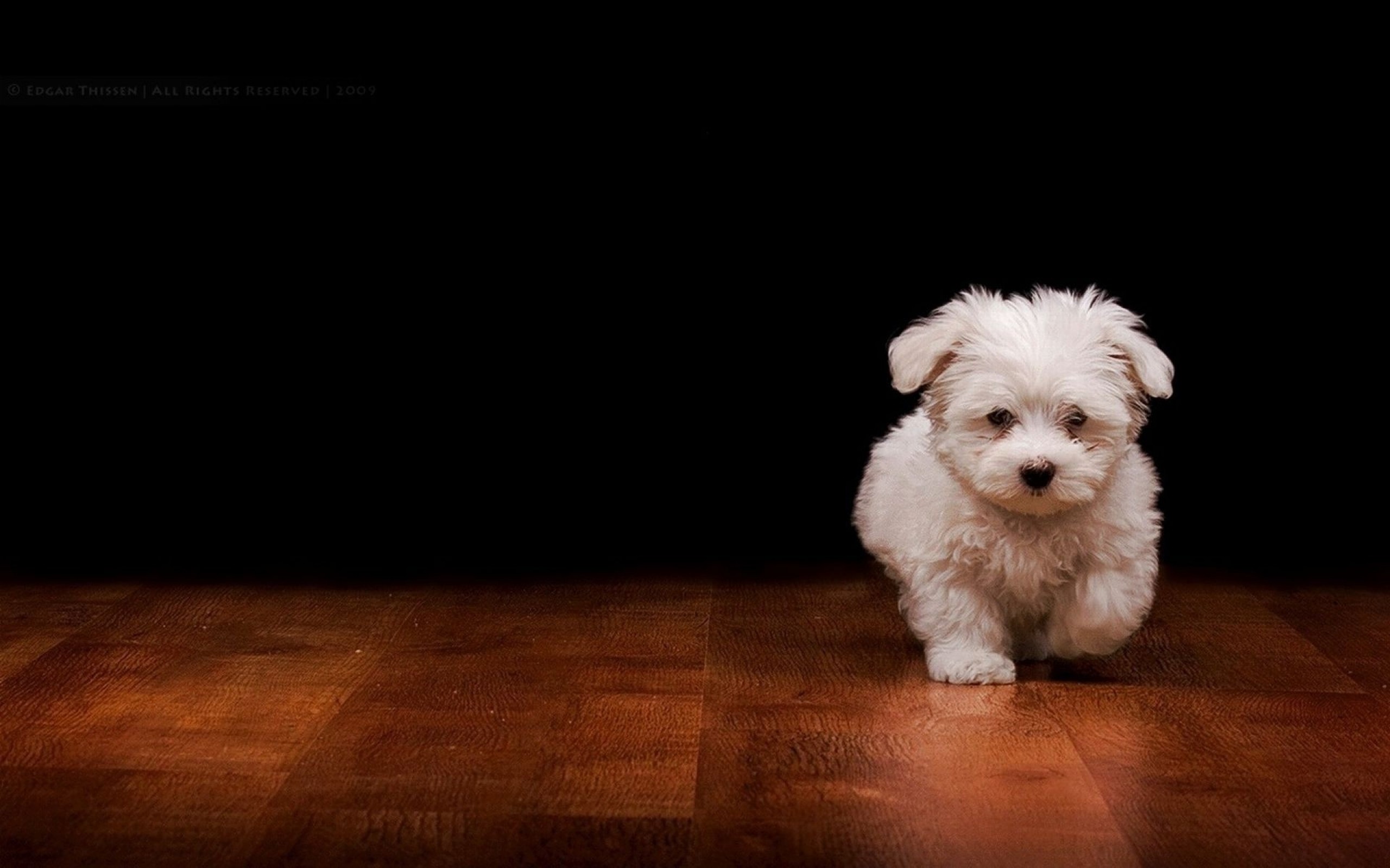 2560x1600 May Cute Little Dogs Animals Image Galleries