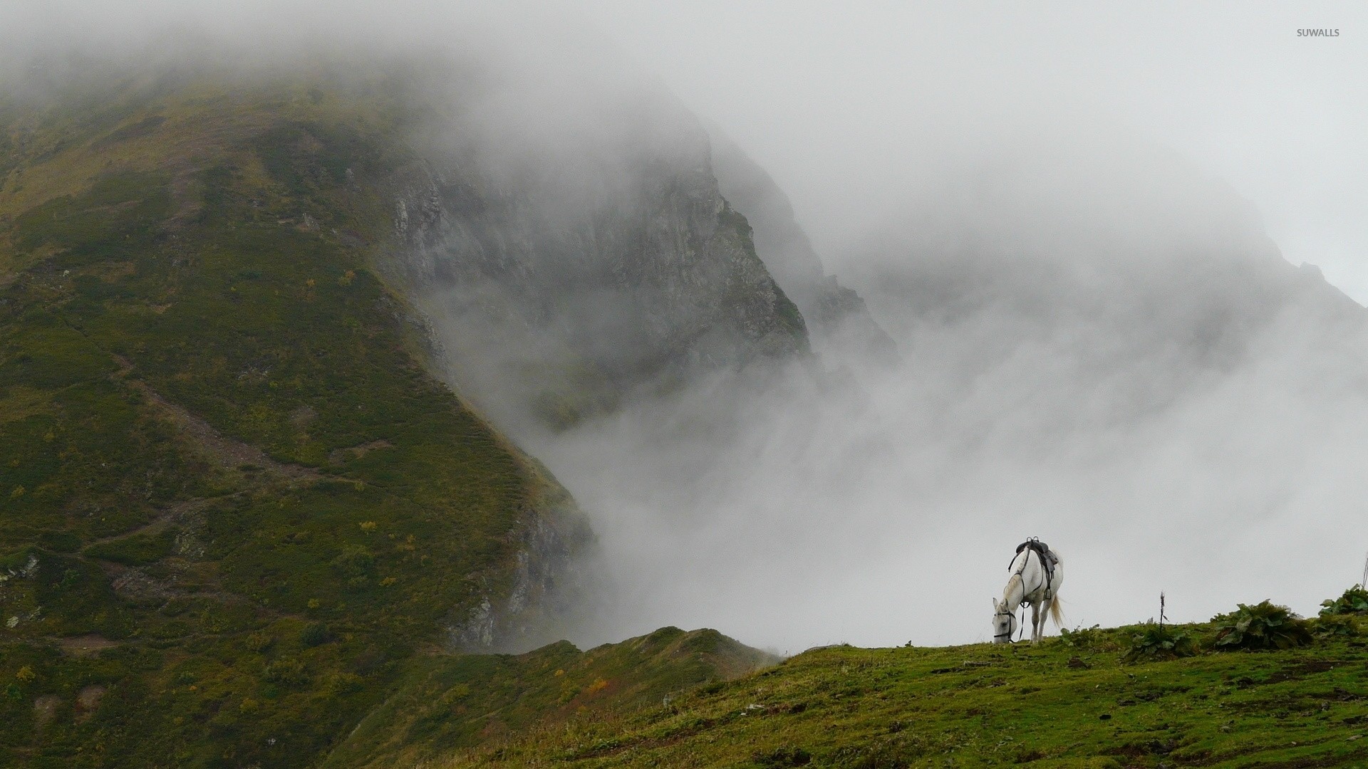 1920x1080 White horse on a foggy mountain wallpaper  jpg
