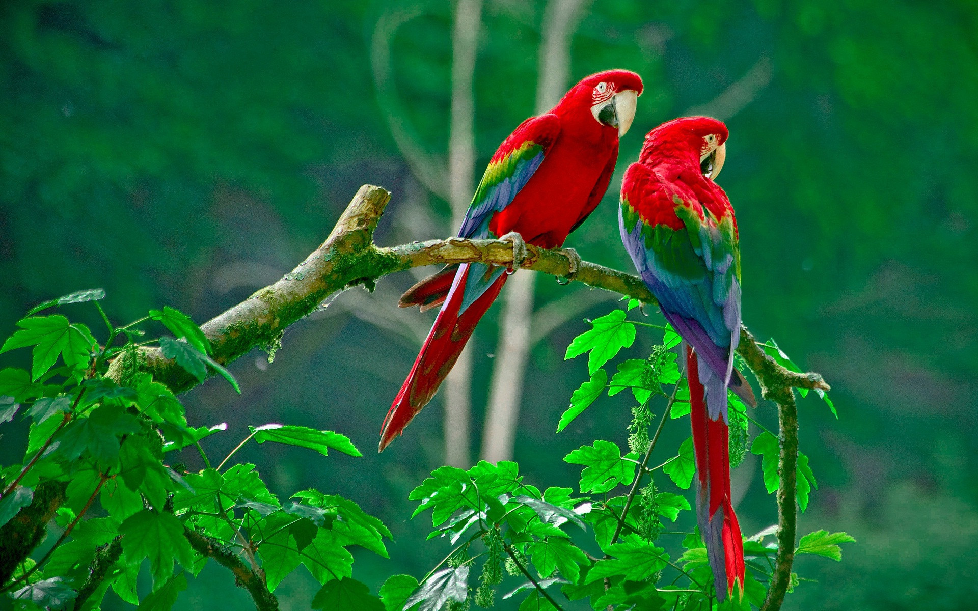 1920x1200 Love Bird HD Wallpapers For Pc with ID 11824 on Animals category in Amazing  Wallpaperz. Love Bird HD Wallpapers For Pc is one from many Best HD  Wallpapers ...