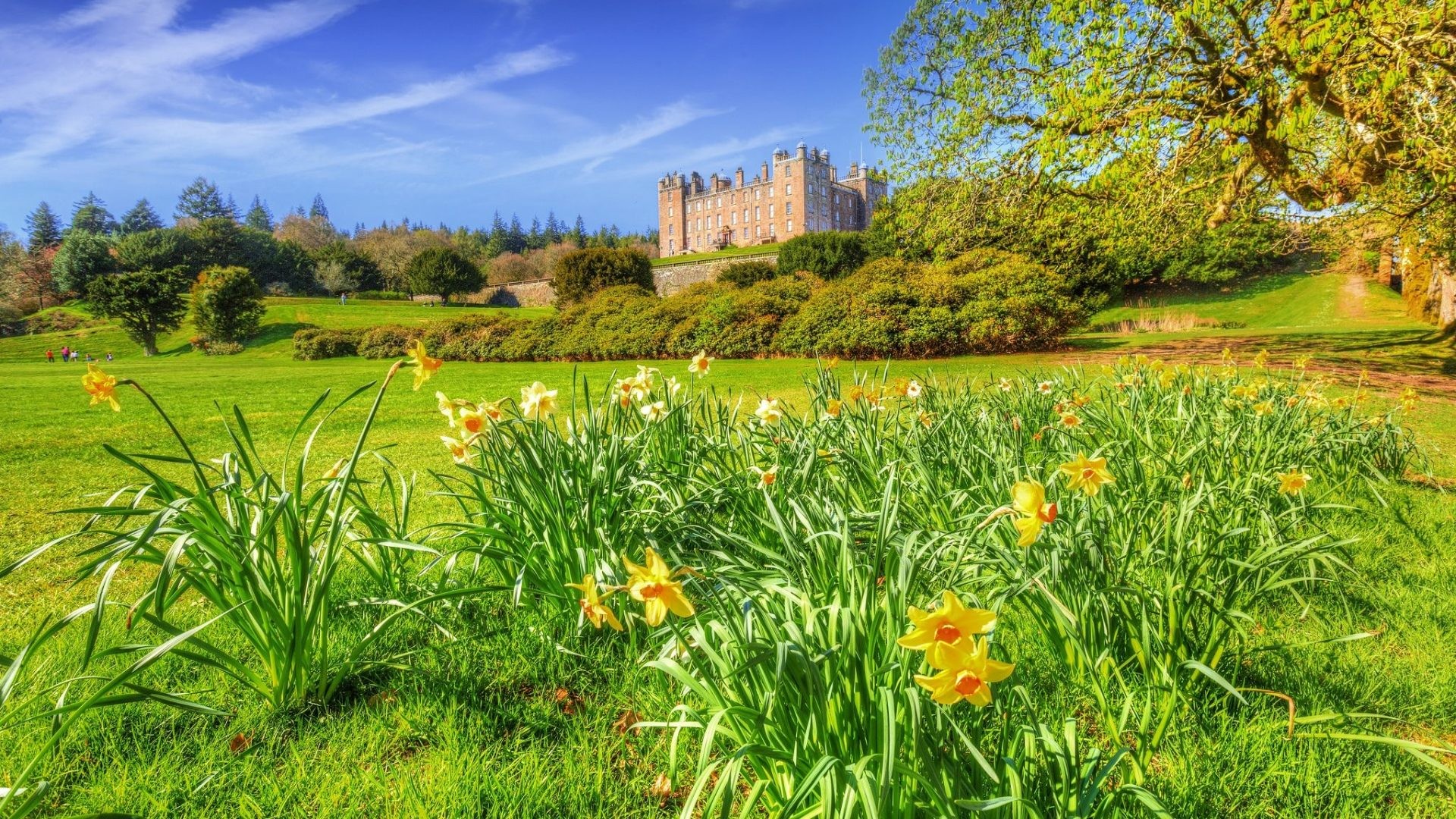 1920x1080 Spring Tag - Nature Spring Kingdom Grass Shrubs Castles Drumlanrig Castle  United Daffodils Cities Wallpapers For