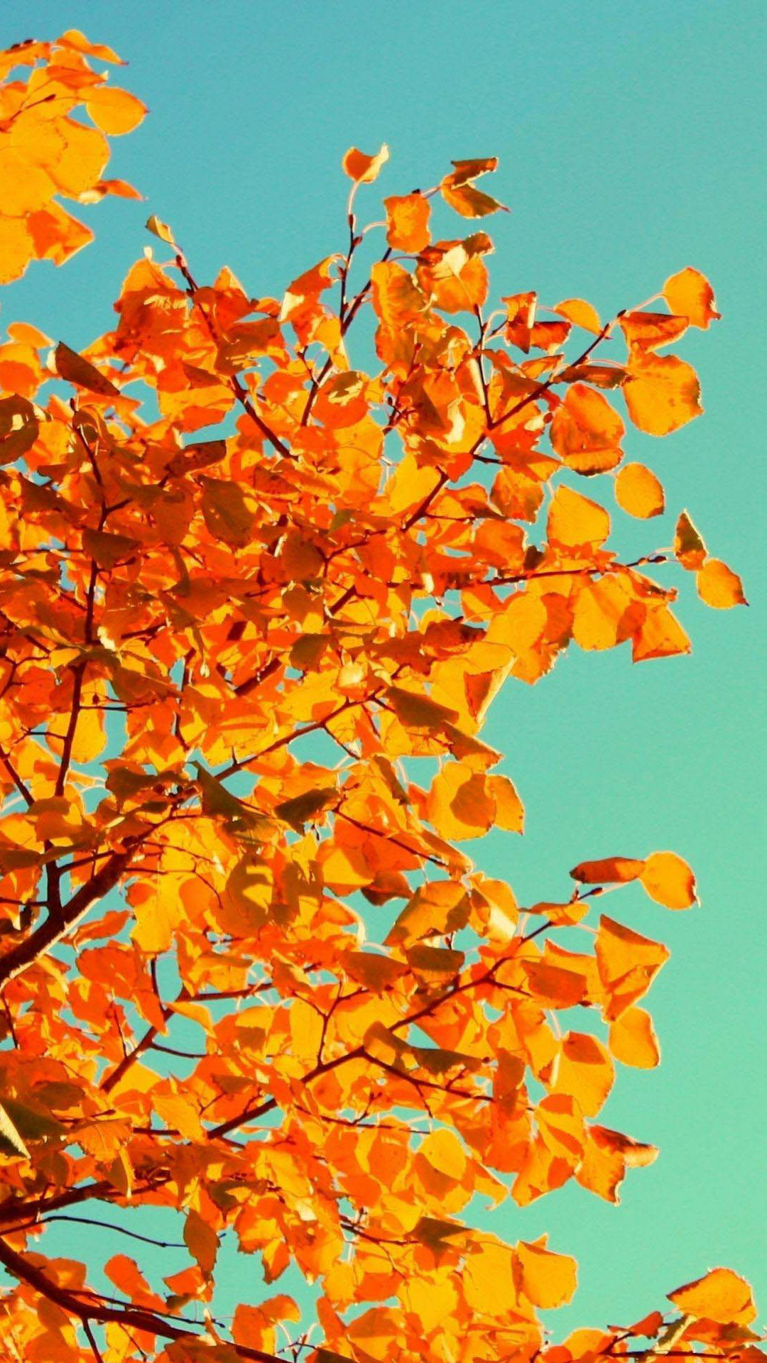 1080x1920 wallpaper.wiki-Fall-Tree-Art-iphone-5-photos-