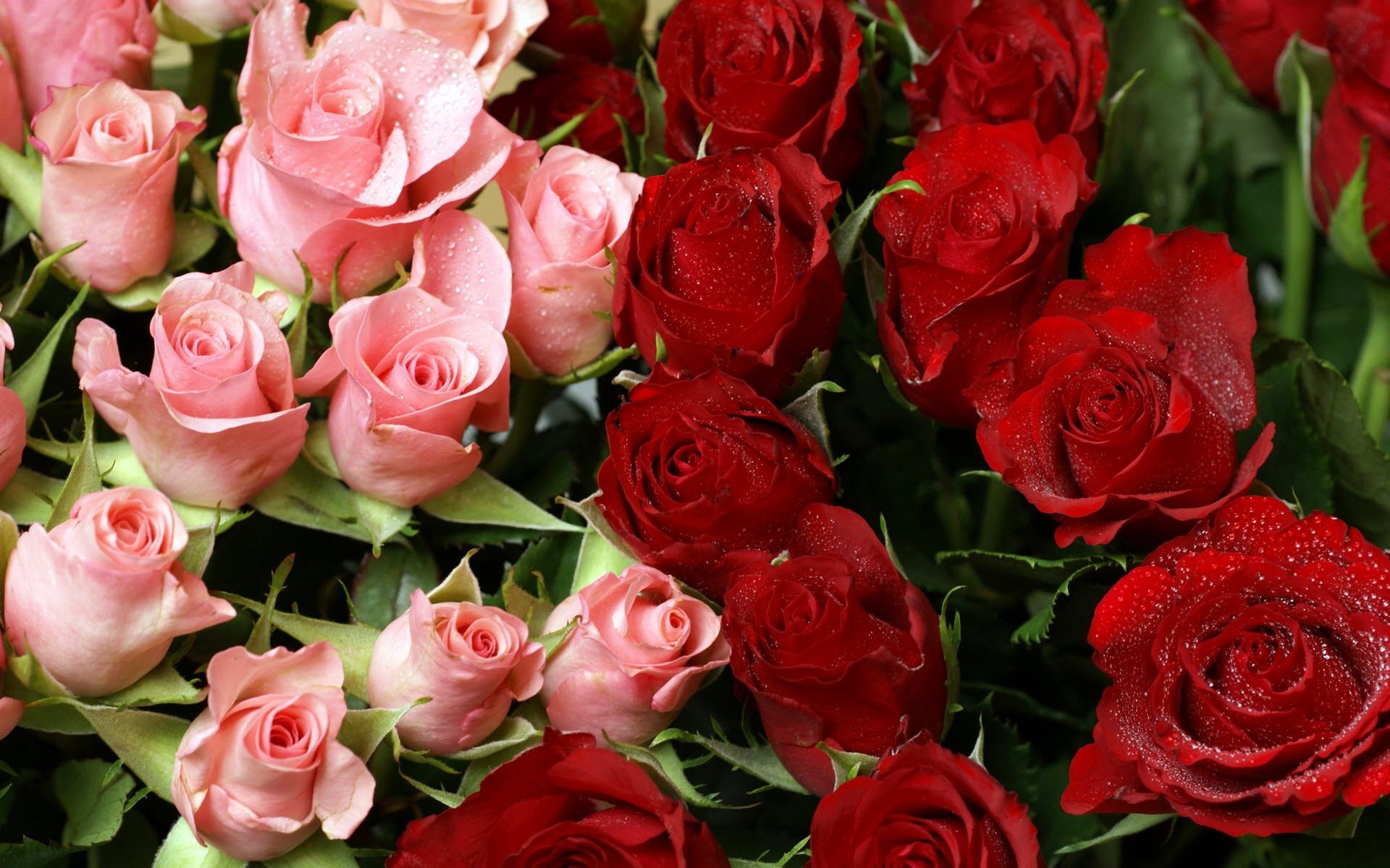 1920x1200 picture of Pink and Red Roses Bouquet ~ HD Pictures