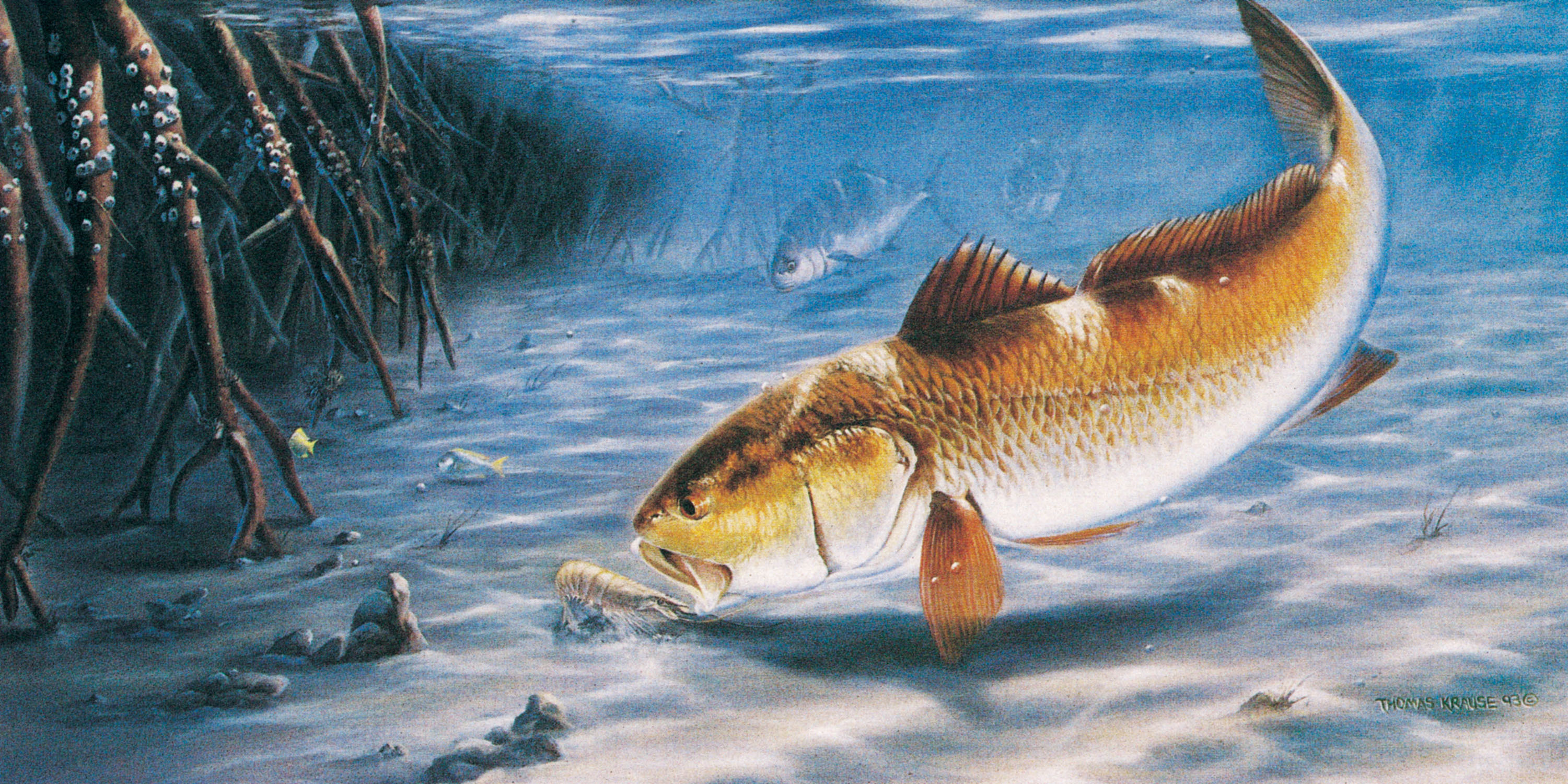 3001x1500 Redfish or Bass fish please