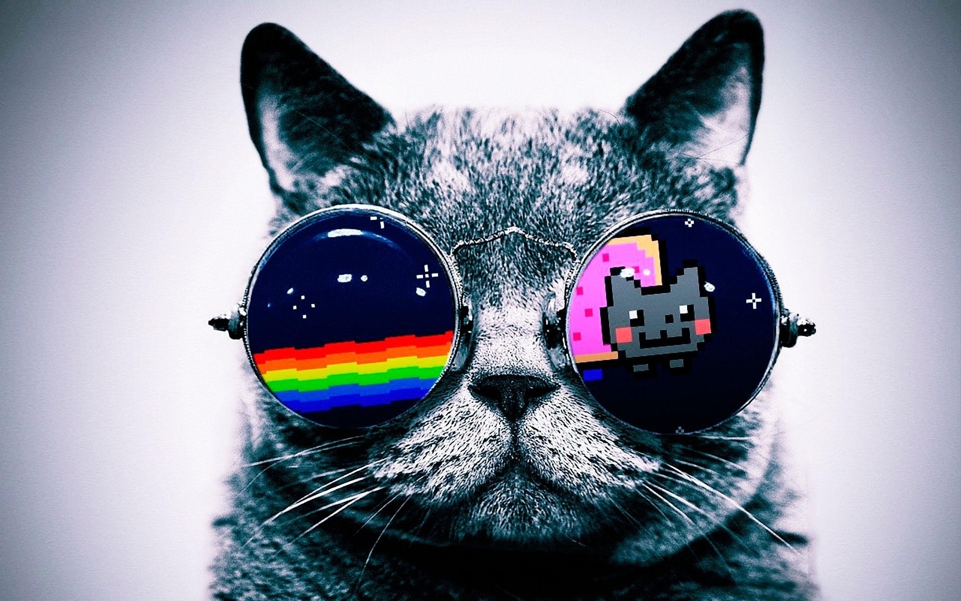 1920x1200 Hipster Cat background