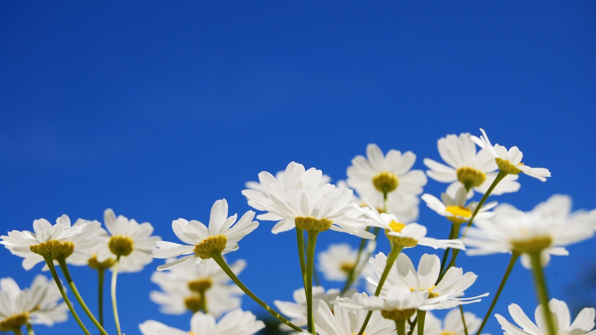 1920x1080 chamomile, flowers, clear