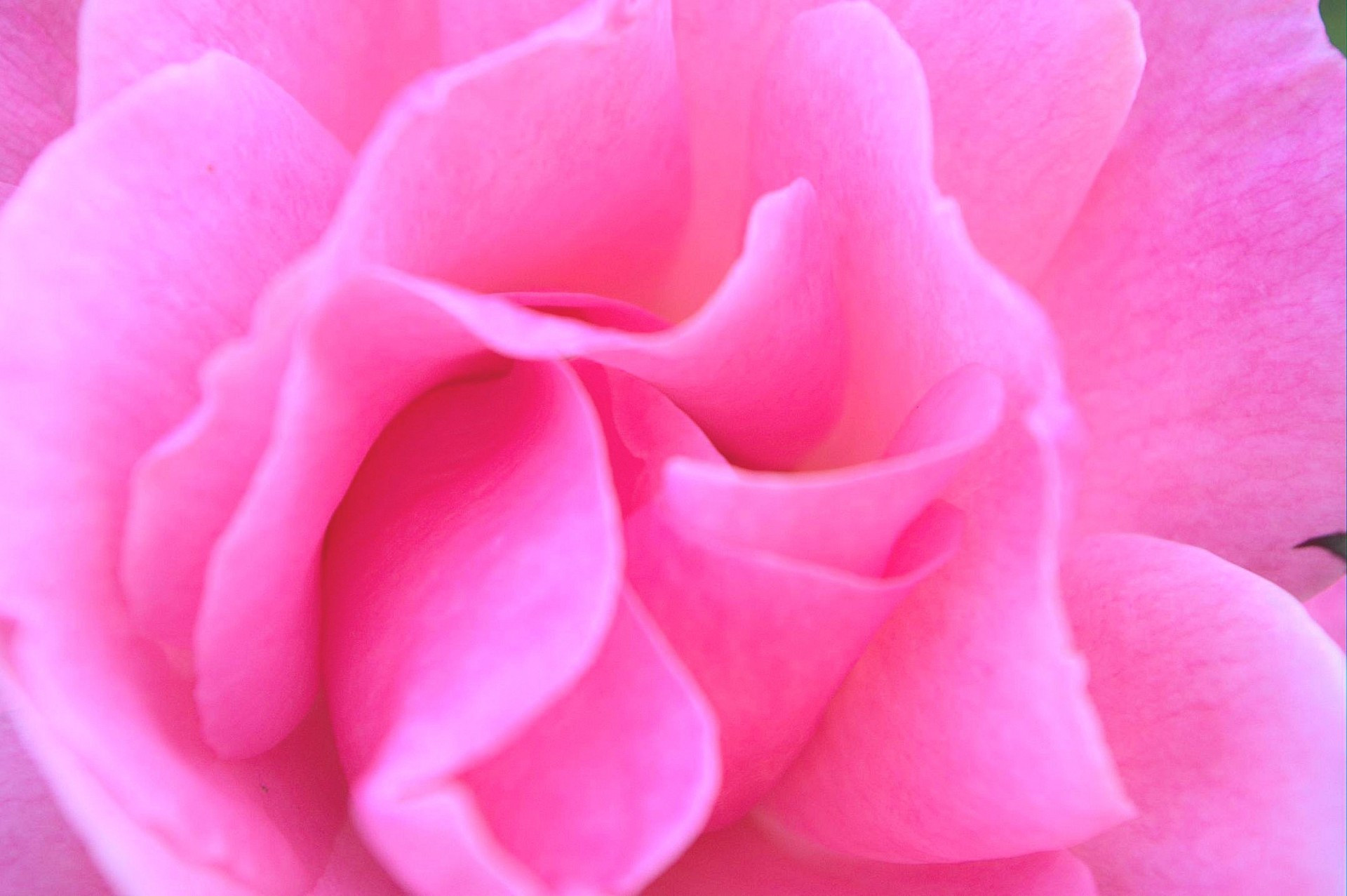 1920x1277 Soft Pink Wallpaper Best Of Pink Rose Background Â·â 