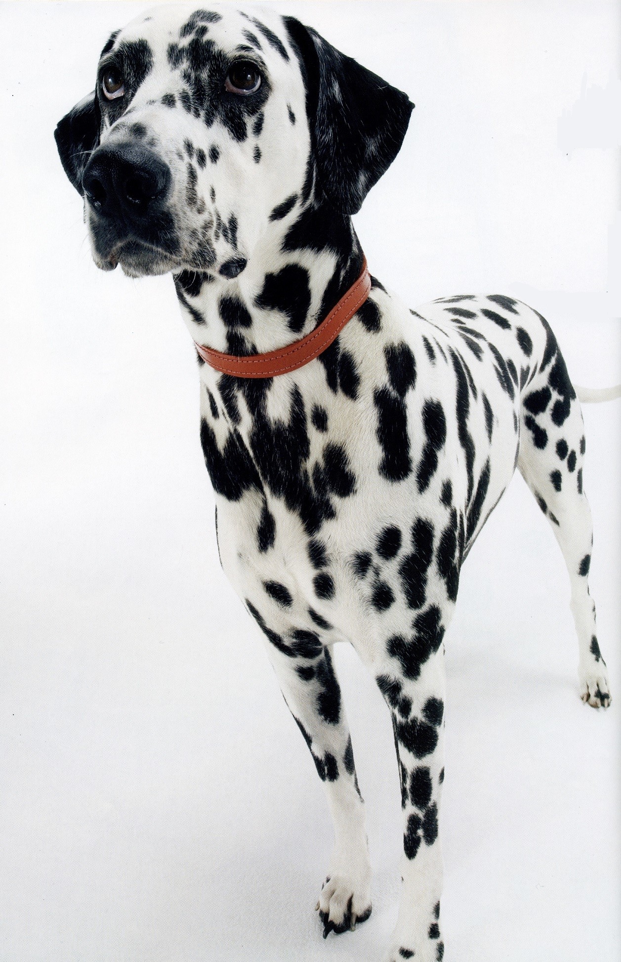 1257x1946 Dogs images DALMATION inside spring 2015 HIGH DESERT DOGS HD wallpaper and  background photos