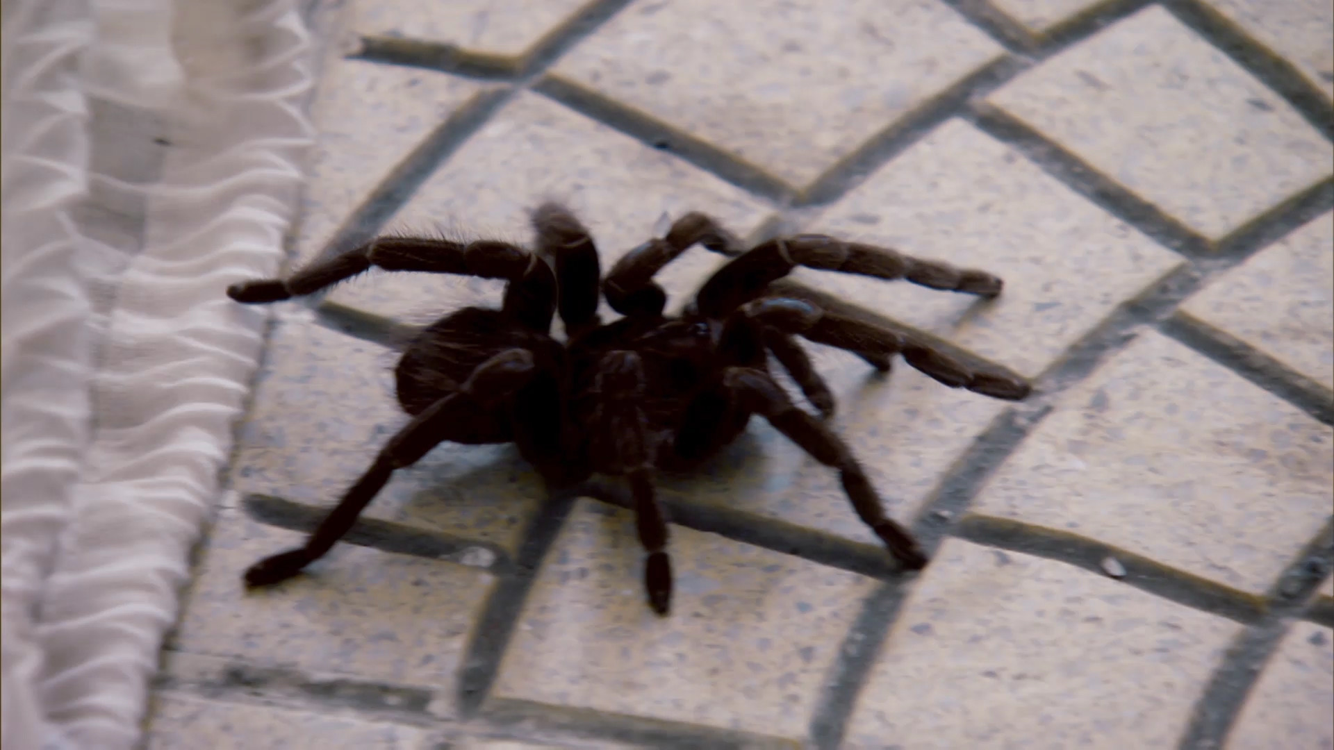 1920x1080 Dead Scared of Spiders - Locked Up Abroad Video - National Geographic  Channel