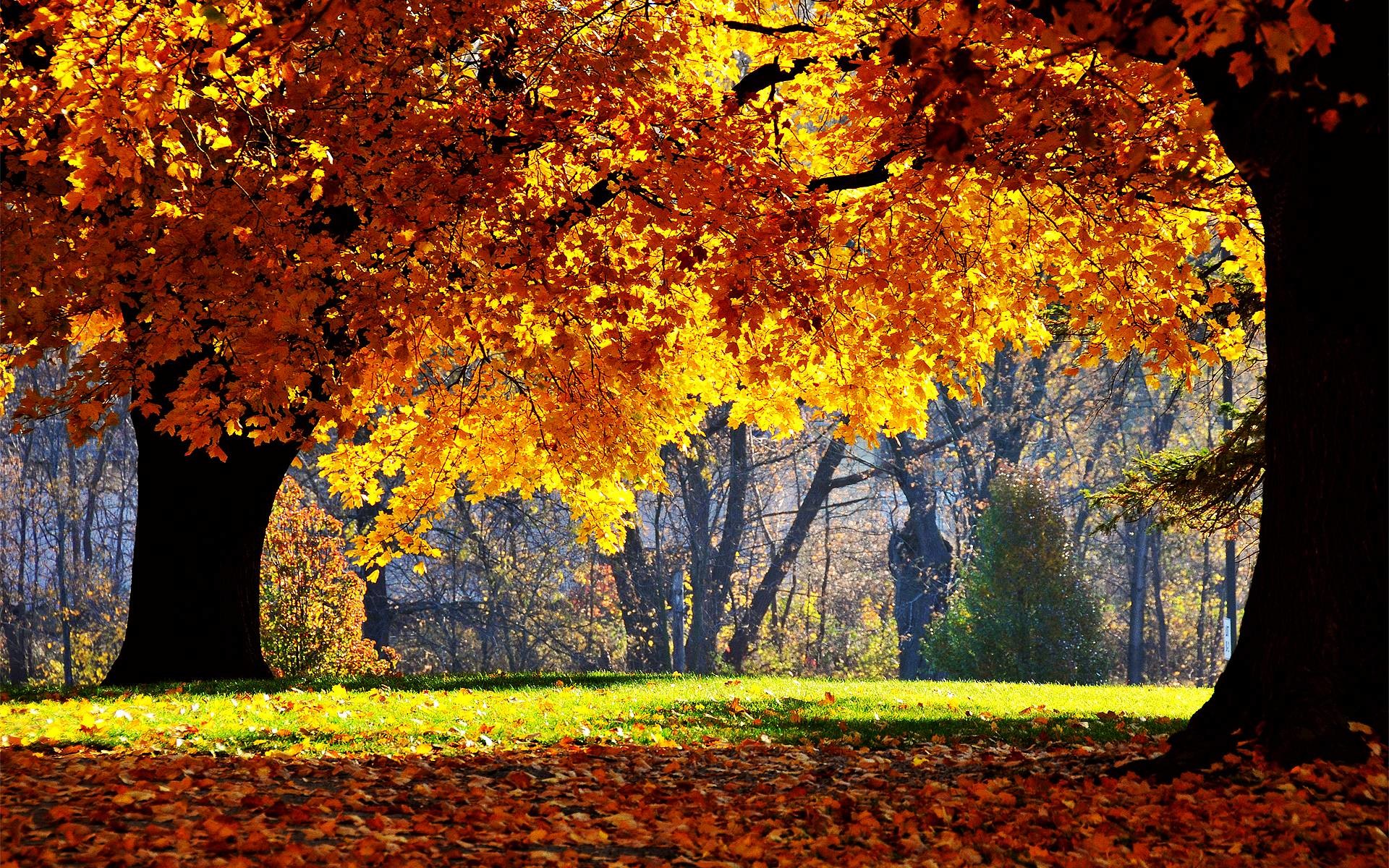 1920x1200 Free Autumn Desktop Wallpapers and Background