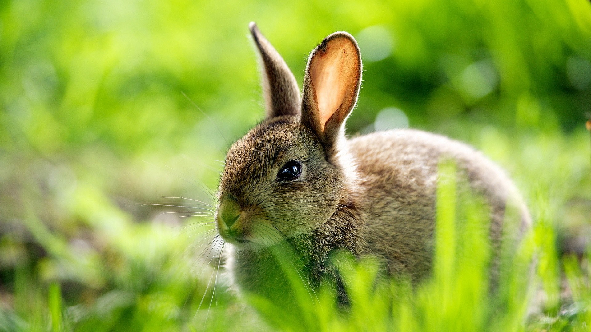 1920x1080  Rabbit Wallpapers HD images Live HD Wallpaper HQ Pictures.