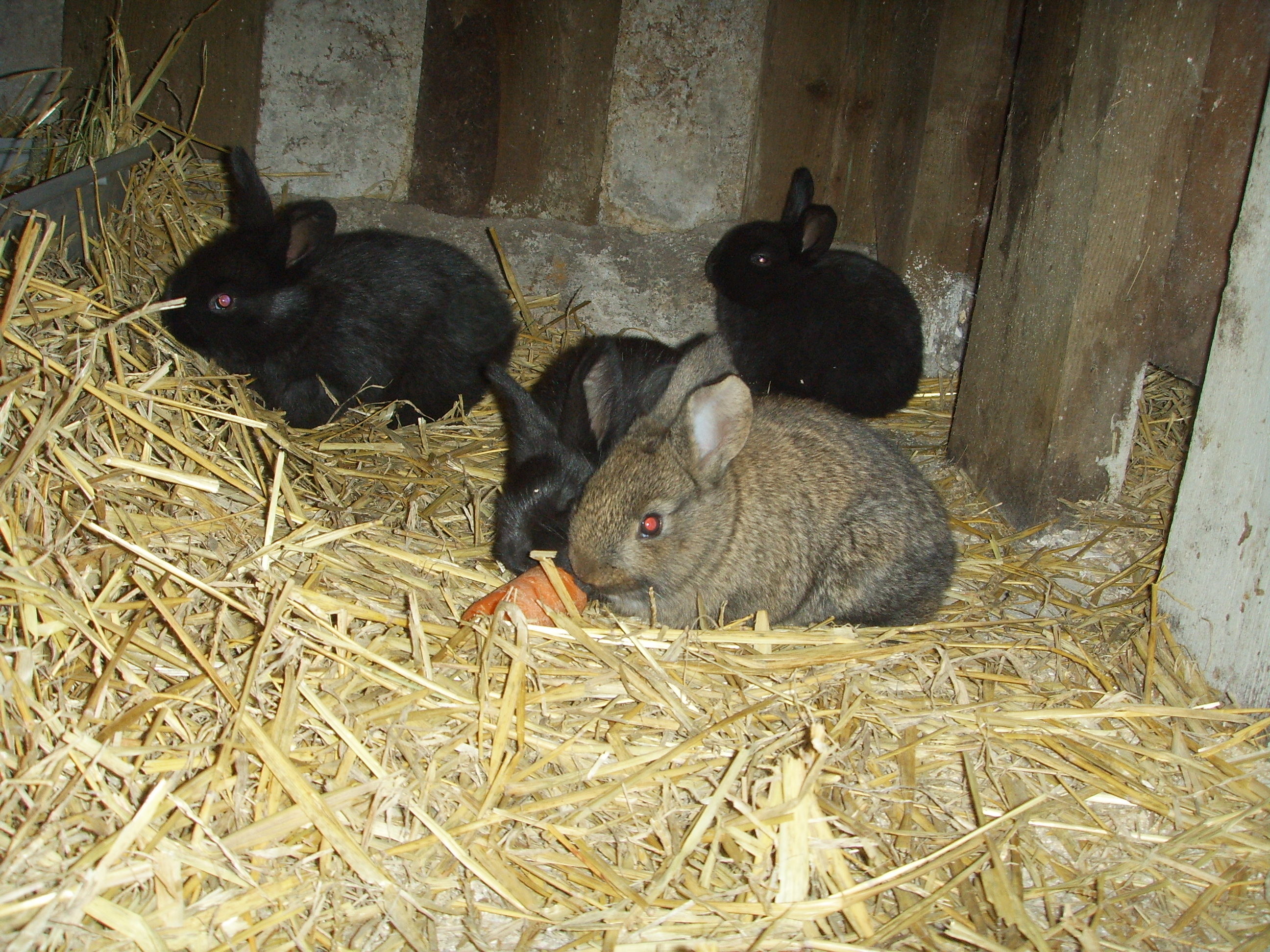 2592x1944 File:Group of Baby Bunnies.jpg