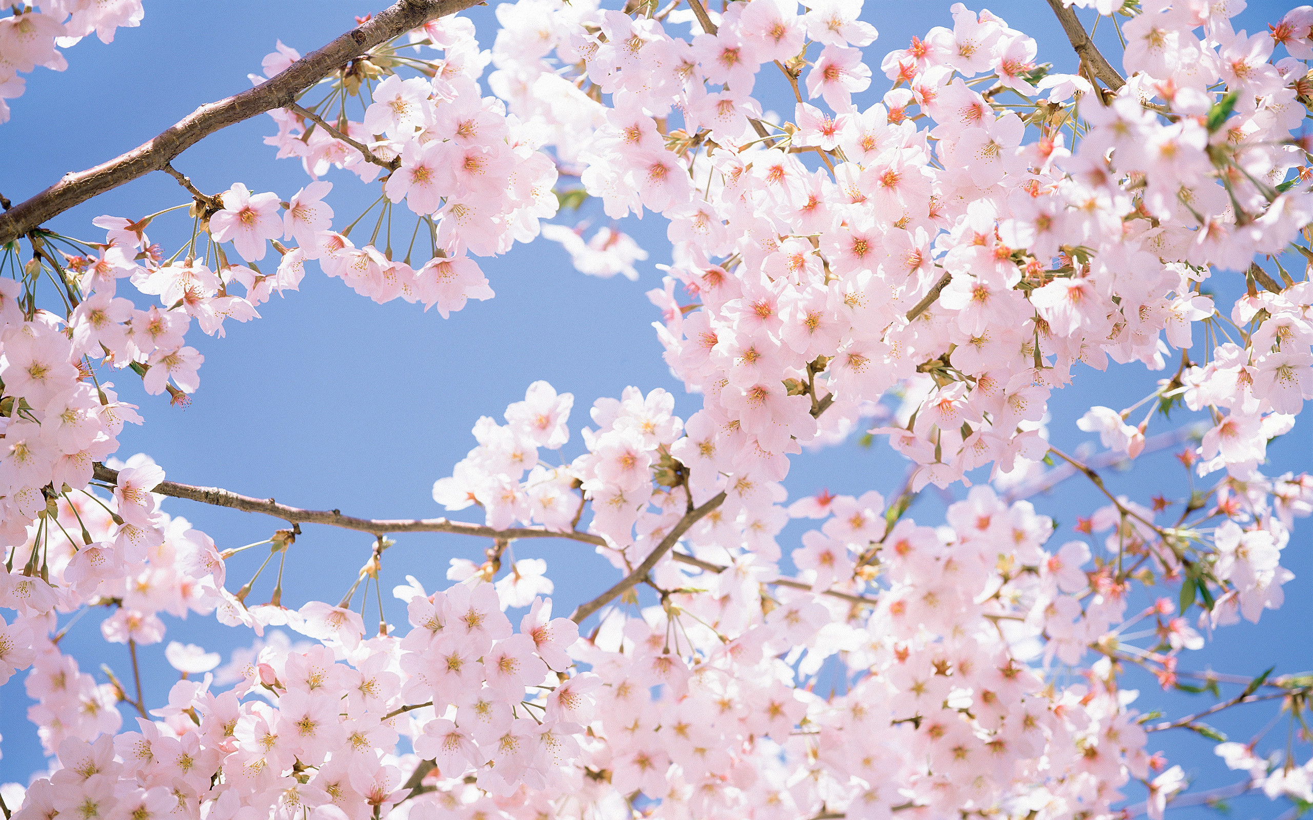 2560x1600 Cherry Blossom Background #2681