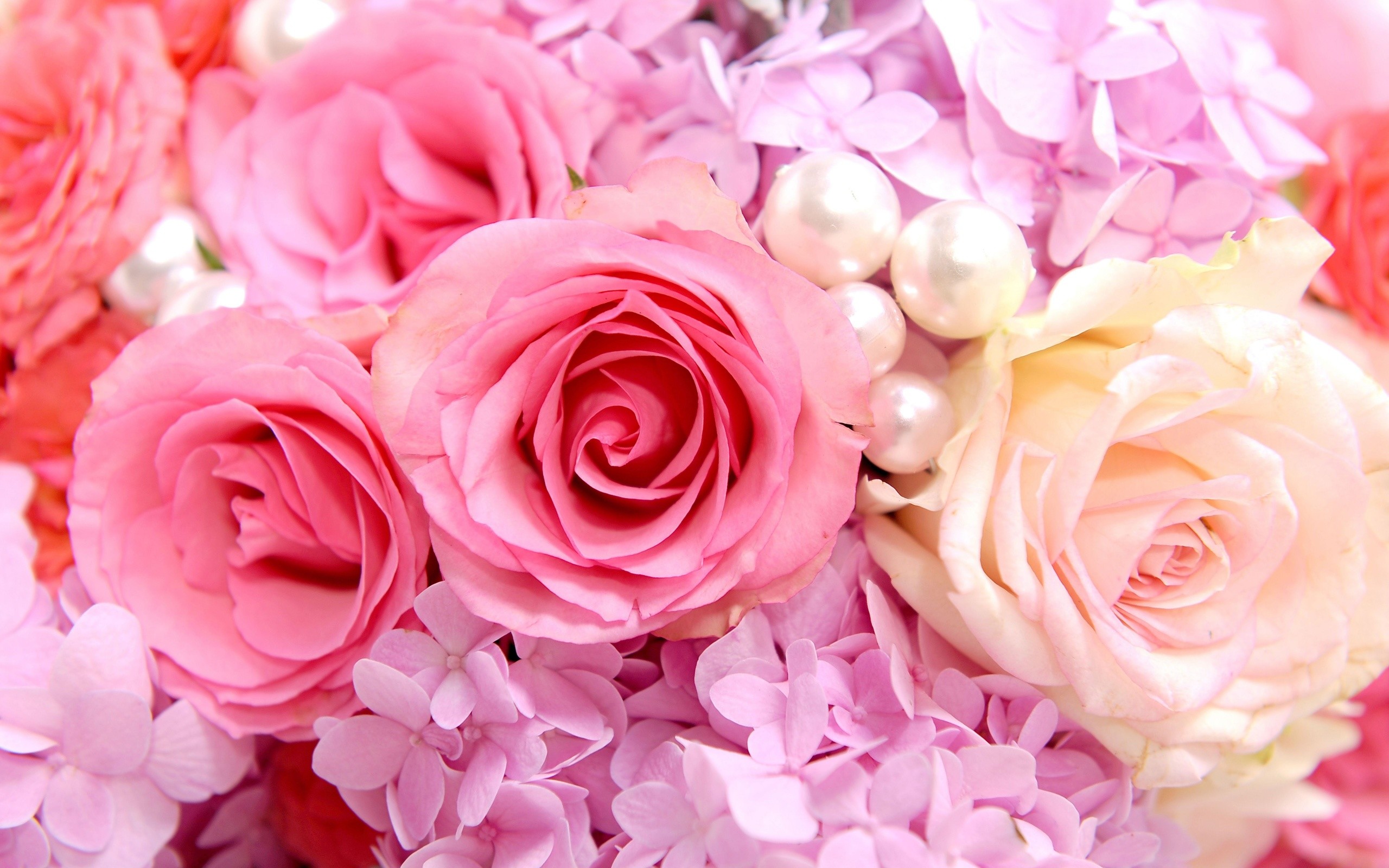 2560x1600 Pink roses background wallpaper 