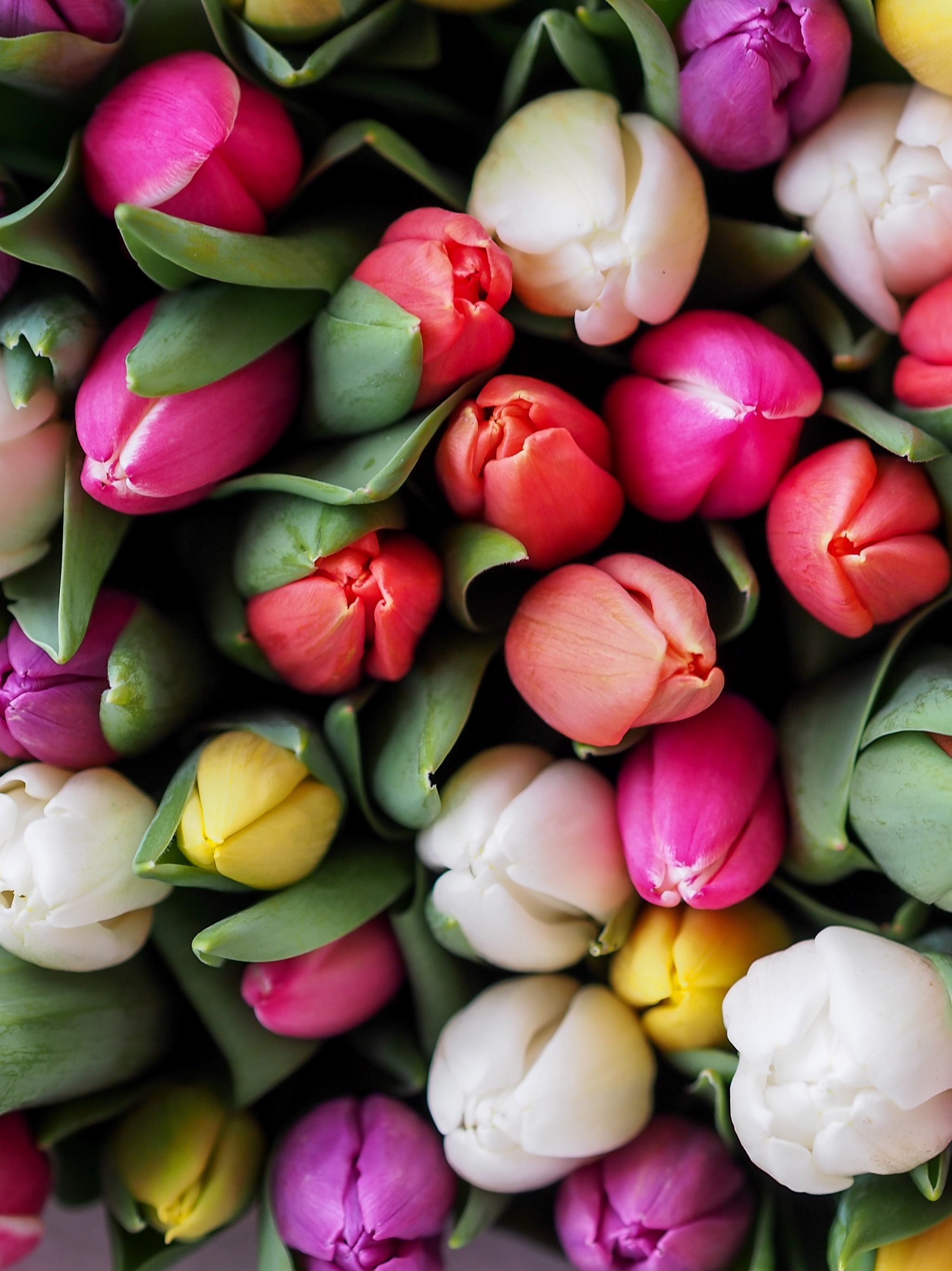 2048x2732 Tulips Bouquet