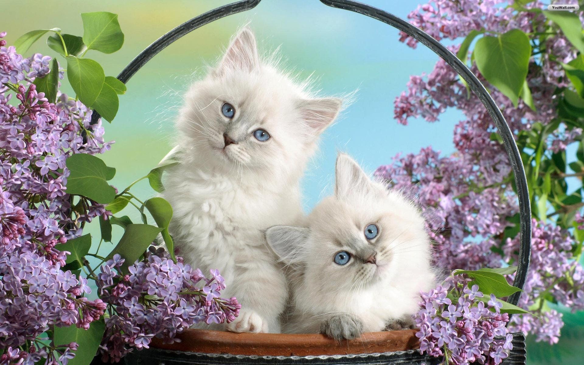 1920x1200 White Cats High Quality Images