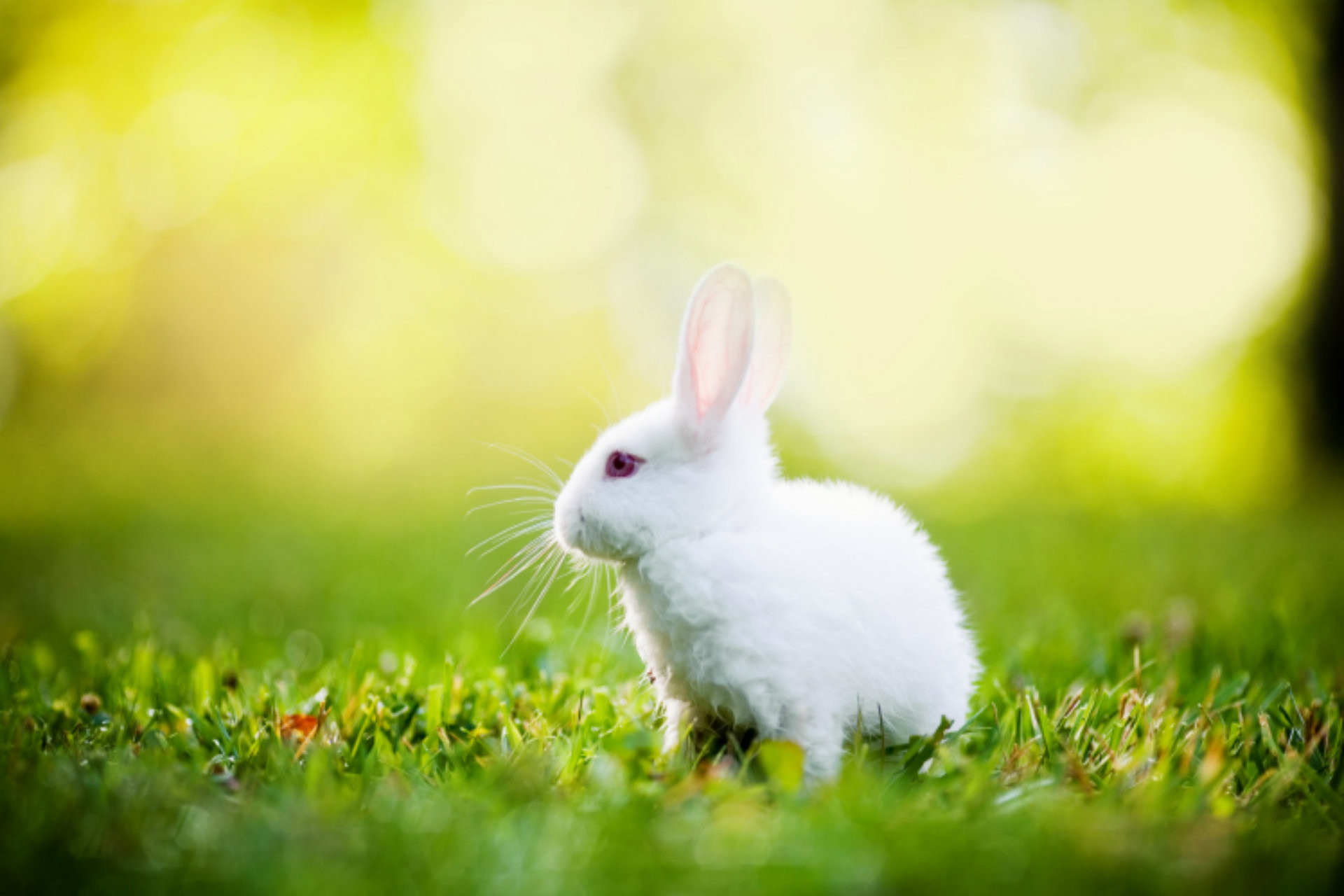 1920x1280 Cute Rabbits Wallpapers Free Download Free Desk Wallpapers