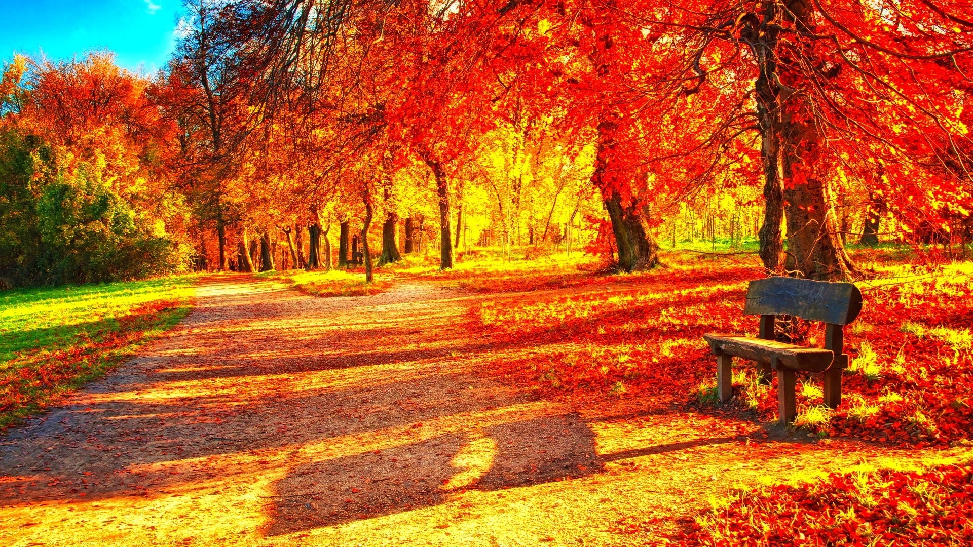 1920x1080 Fall Tag - Tree Landscape Autumn Season Nature Fall Forest Color Hd  Beautiful Scenery Download for